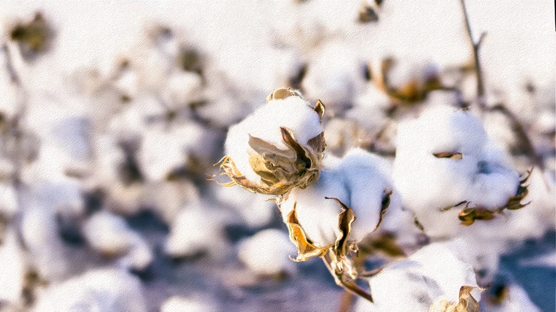 Toile de coton : le classique accessible pour vos tableaux de qualité