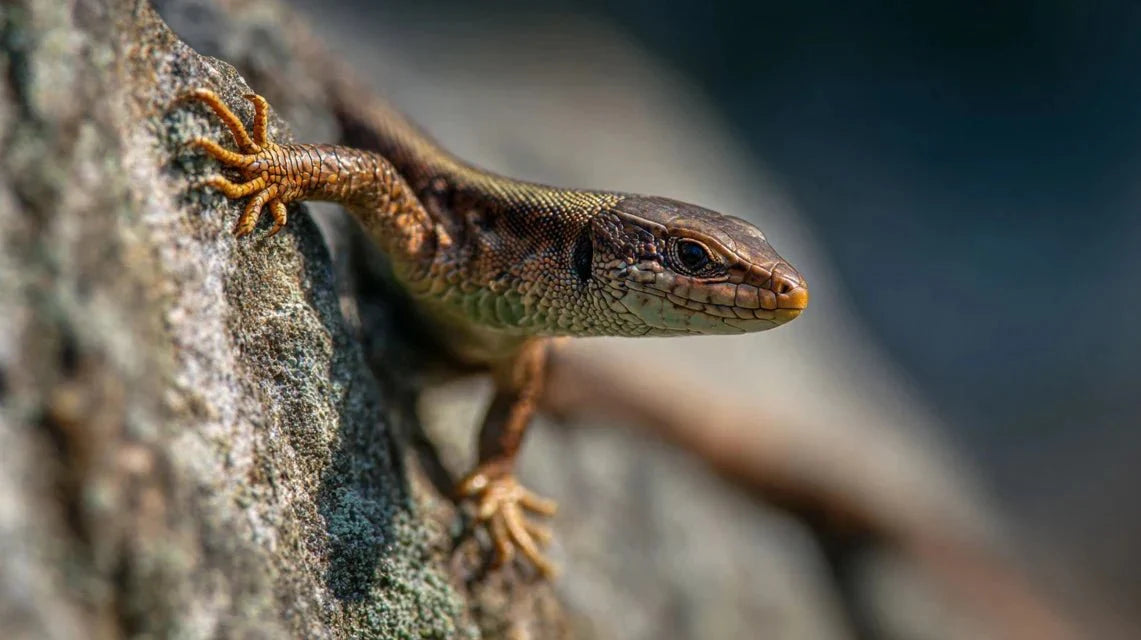 La technique pour capturer l'agilité des lézards