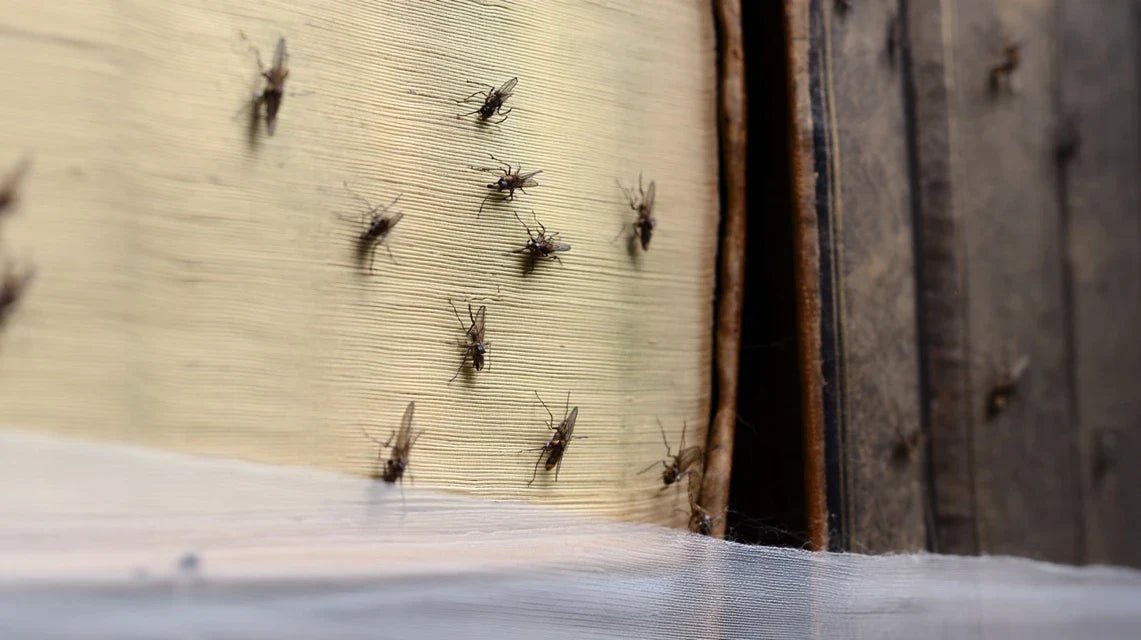 Traitements anti-insectes : éloignez les nuisibles sans abîmer vos œuvres murales