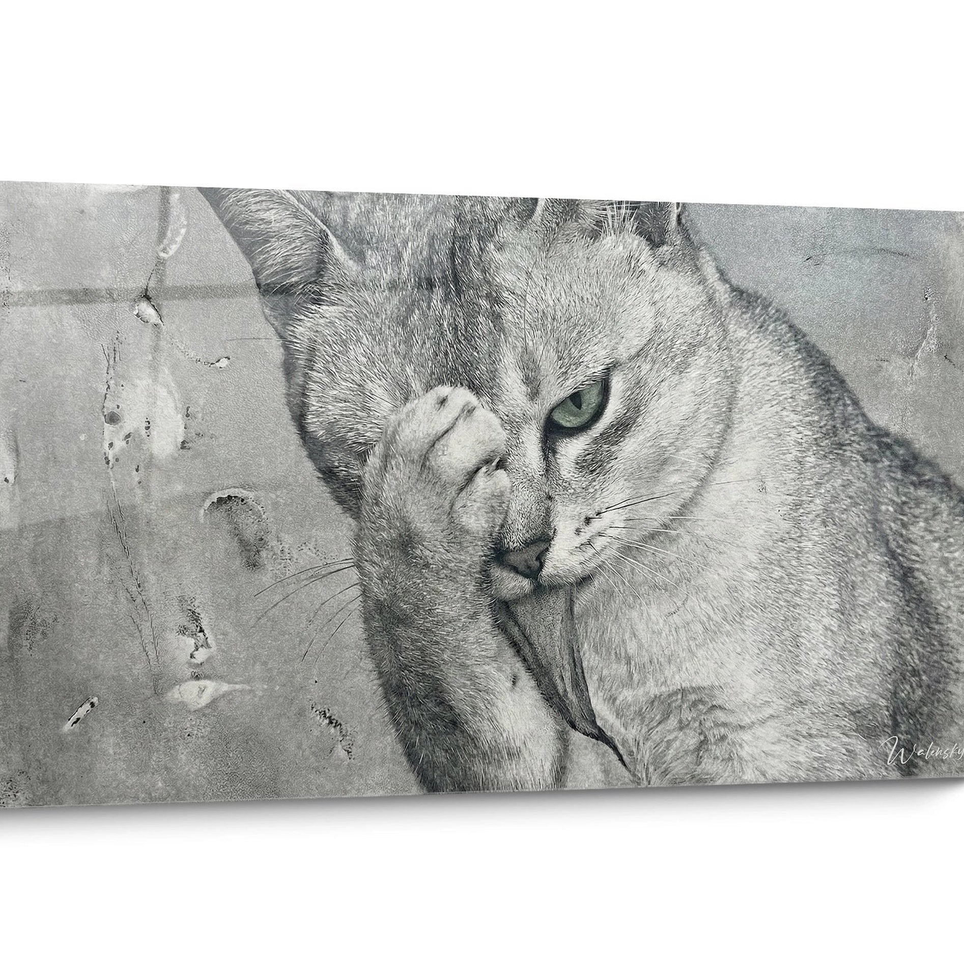 Tableau chat Burmilla Noir et Blanc
