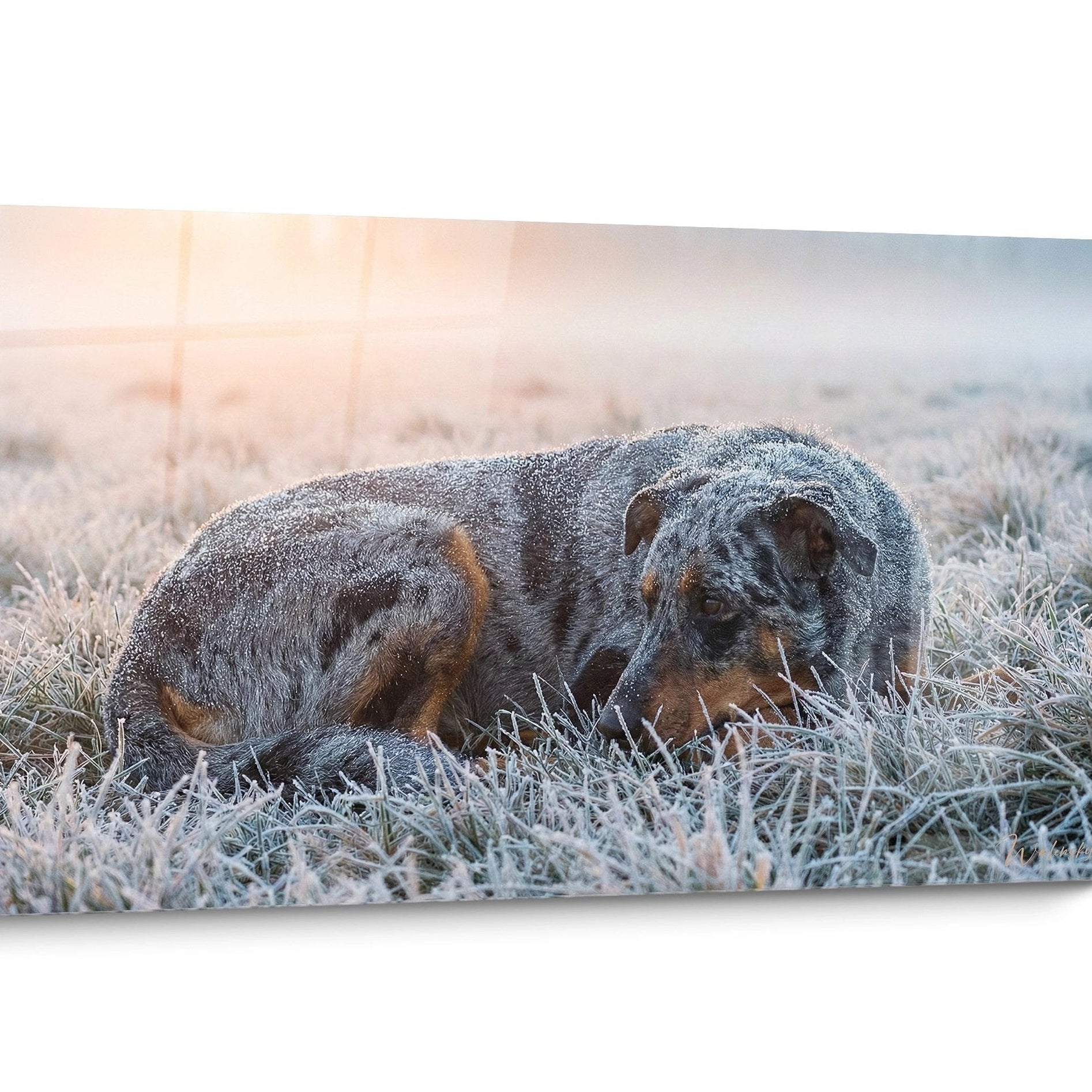 Tableau chien Beauceron Noir et Blanc