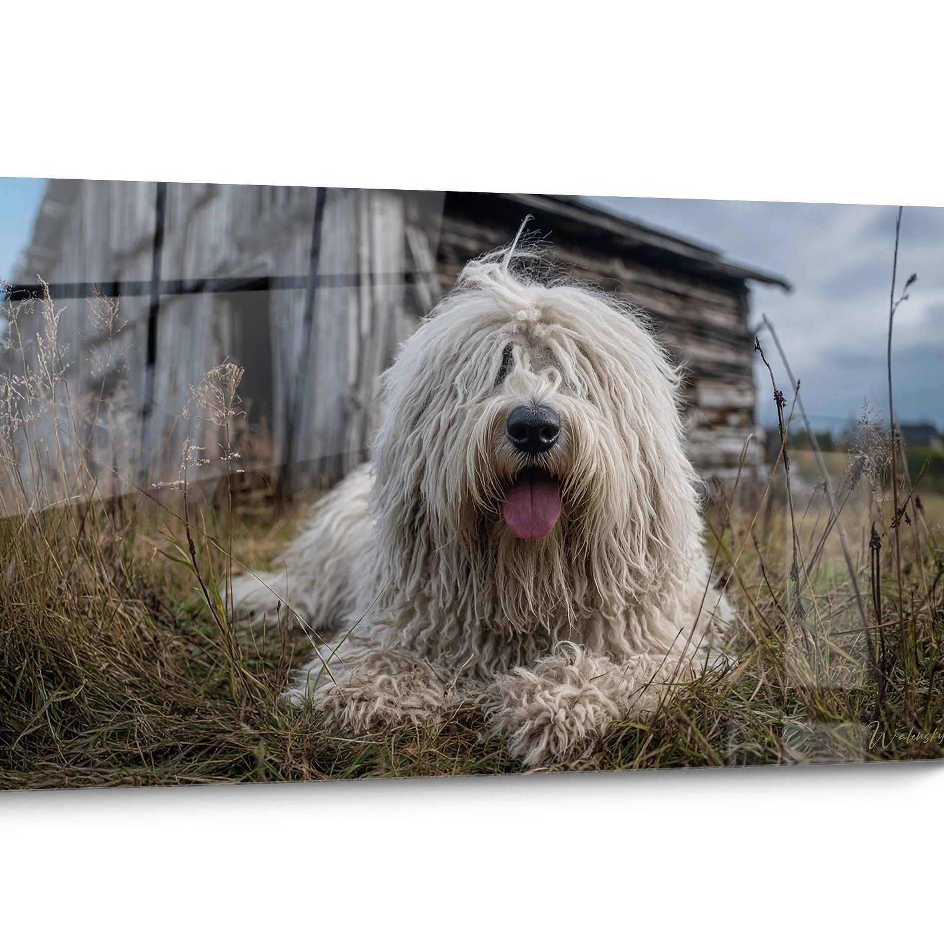 Tableau chien Komondor Doré