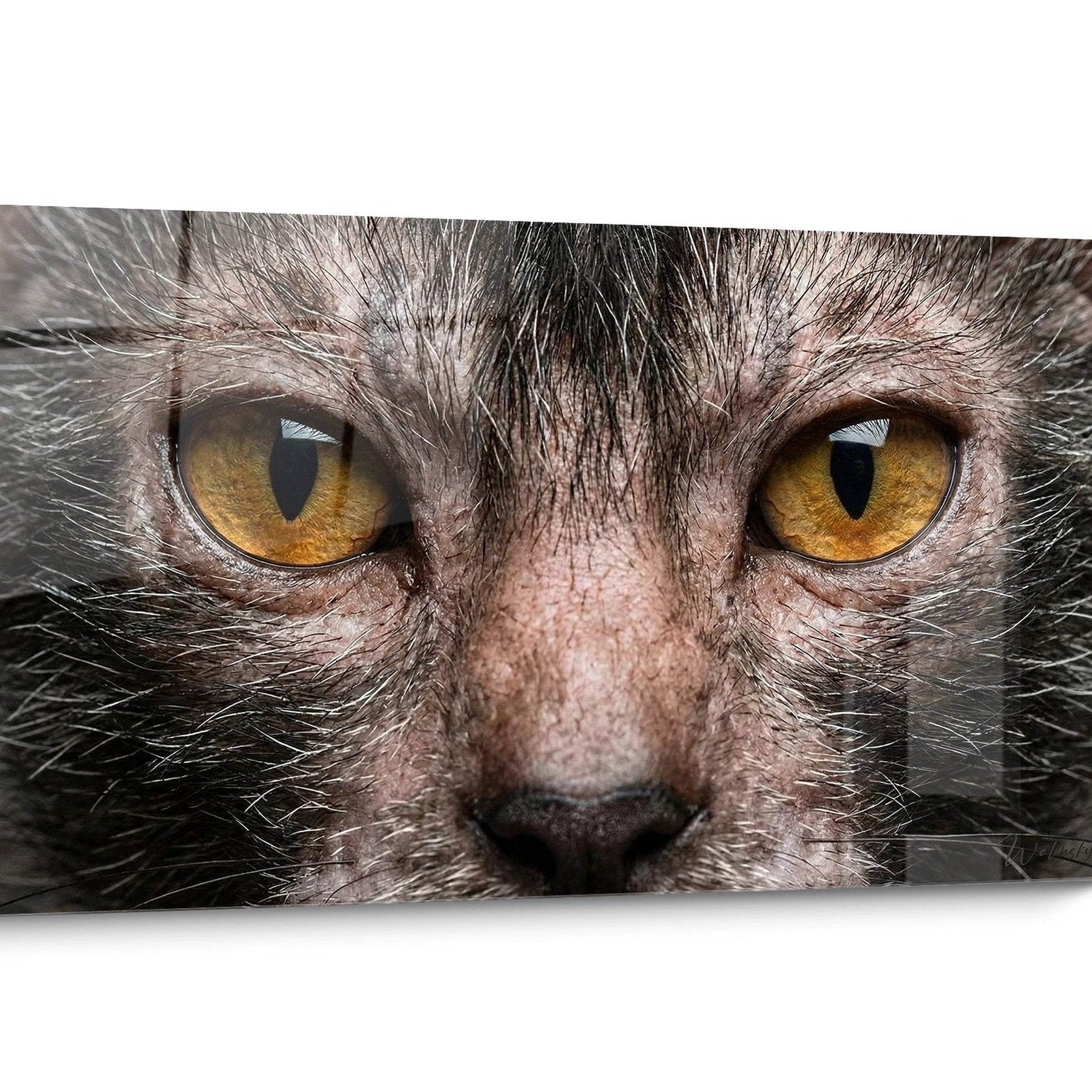 Tableau chat Lykoi Doré