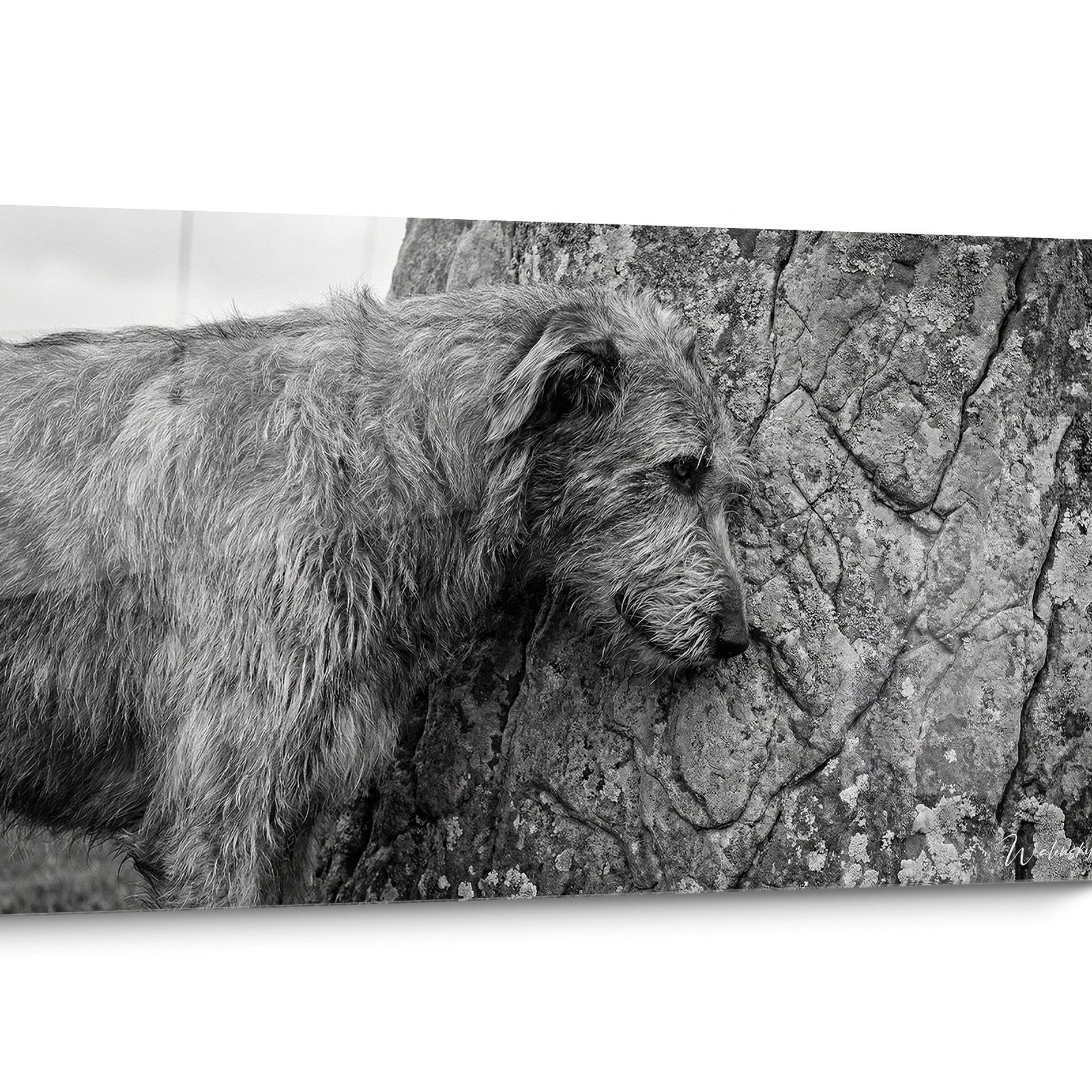 Tableau Irish Wolfhound