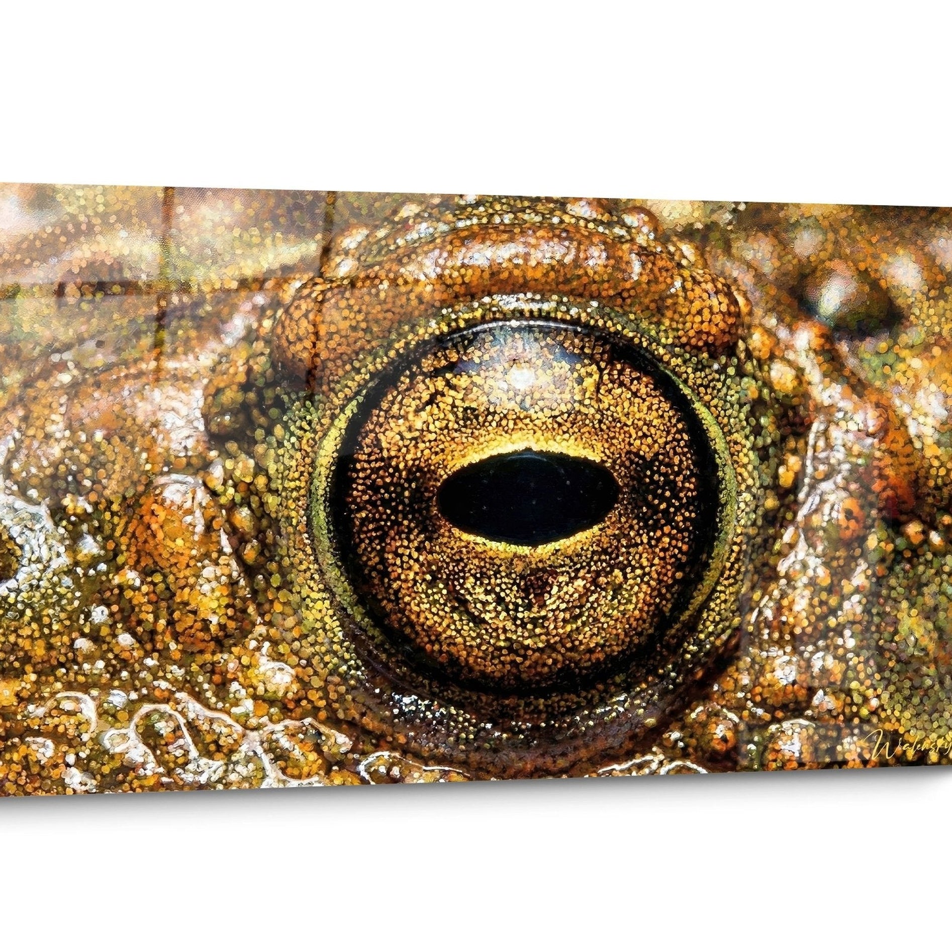 Tableau Crapaud