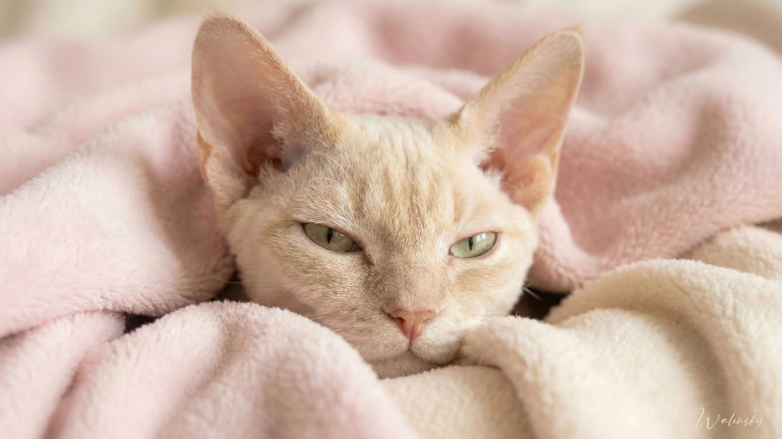 Tableau chat Devon Rex