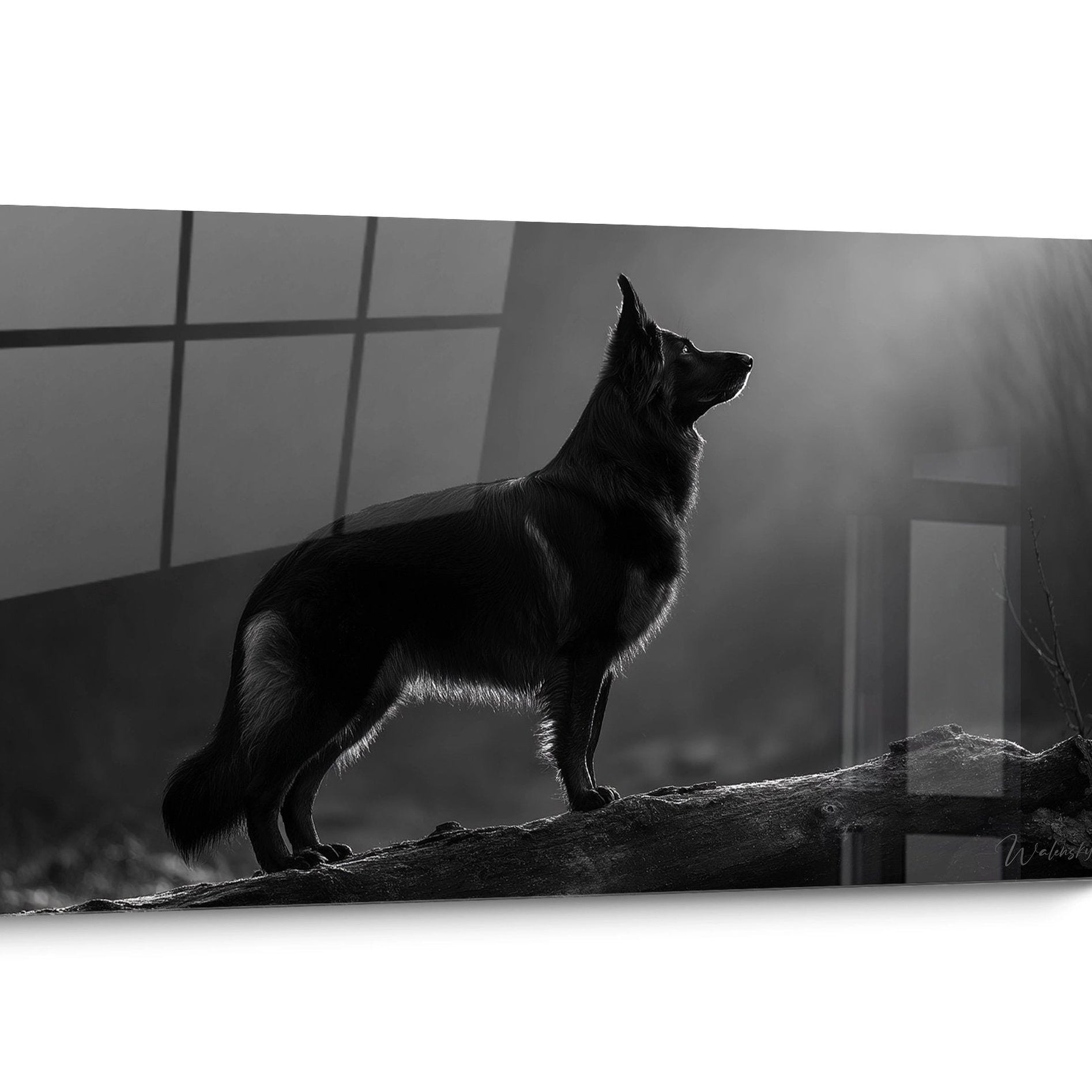 Tableau chien Berger Hollandais Noir et Blanc
