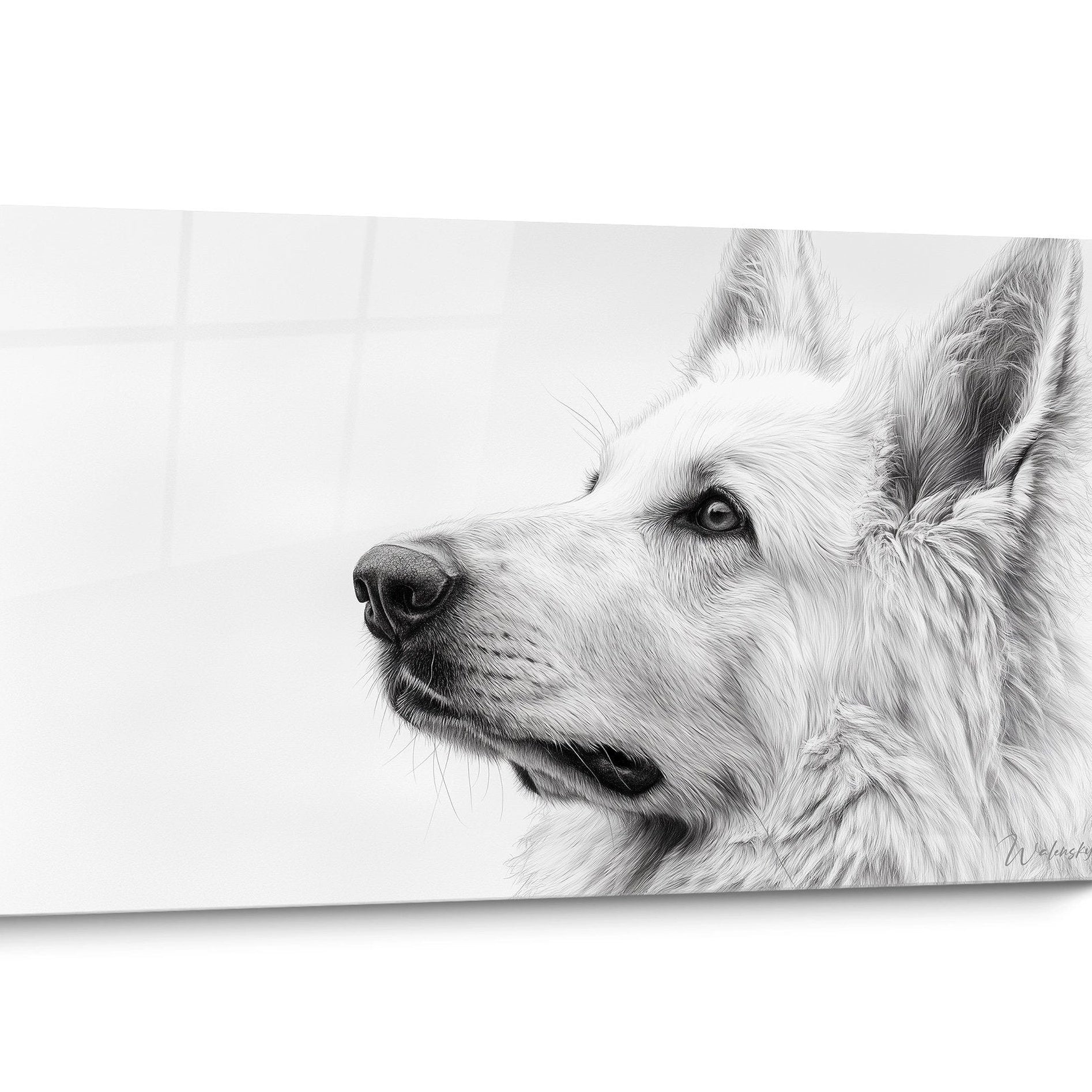 Tableau chien Berger Blanc Suisse Noir et Blanc