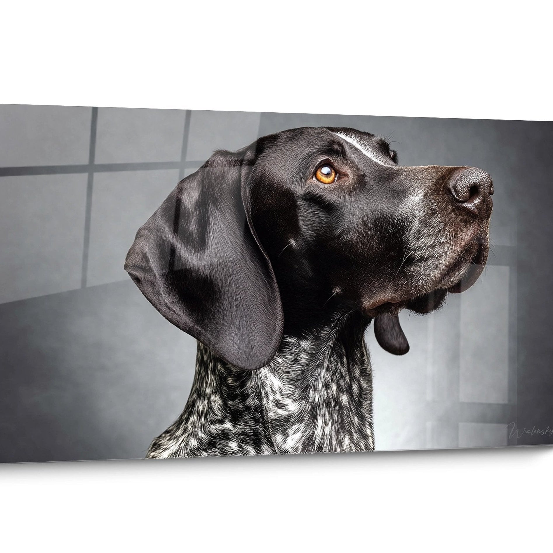 Tableau chien Braque Allemand Noir et Blanc