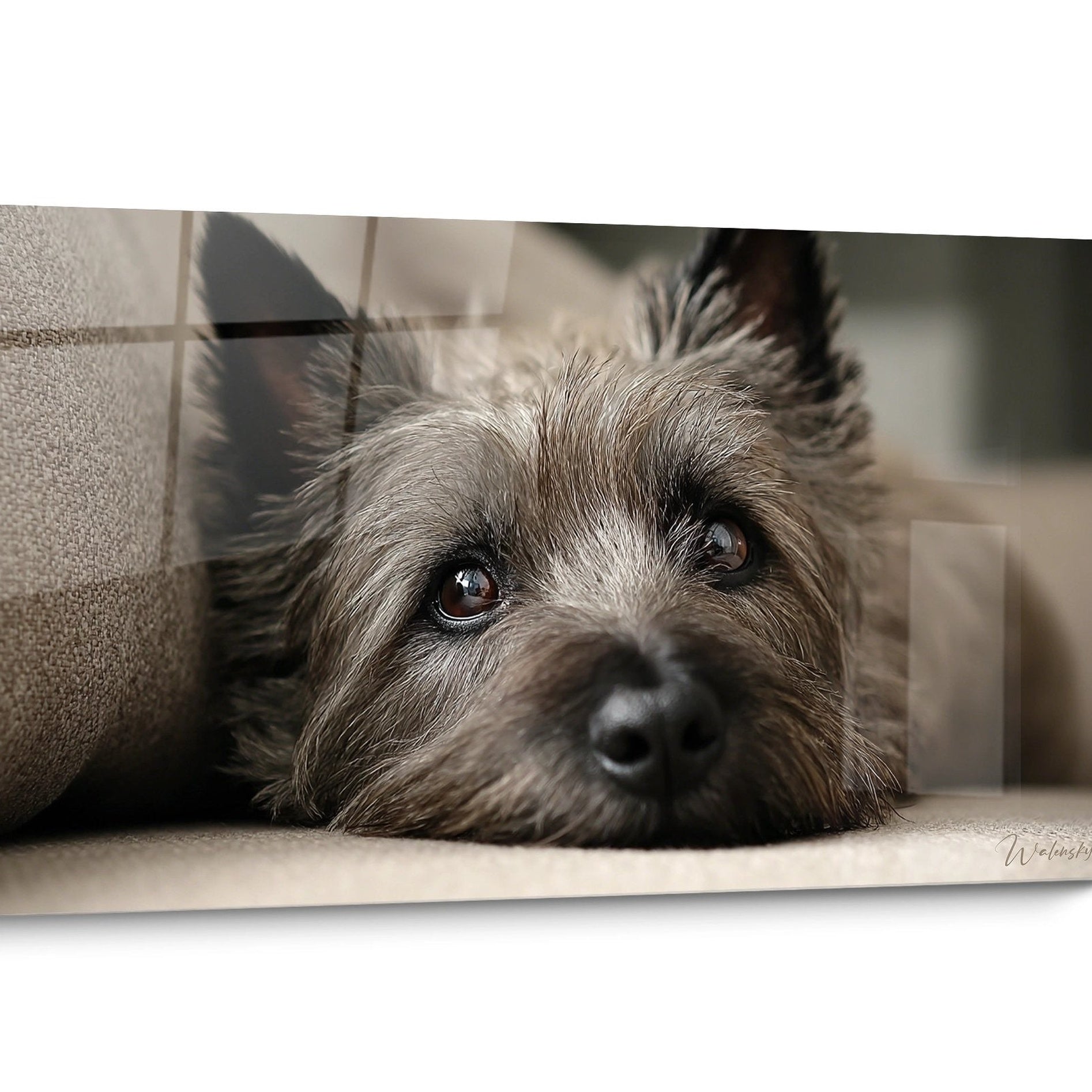 Tableau Cairn Terrier