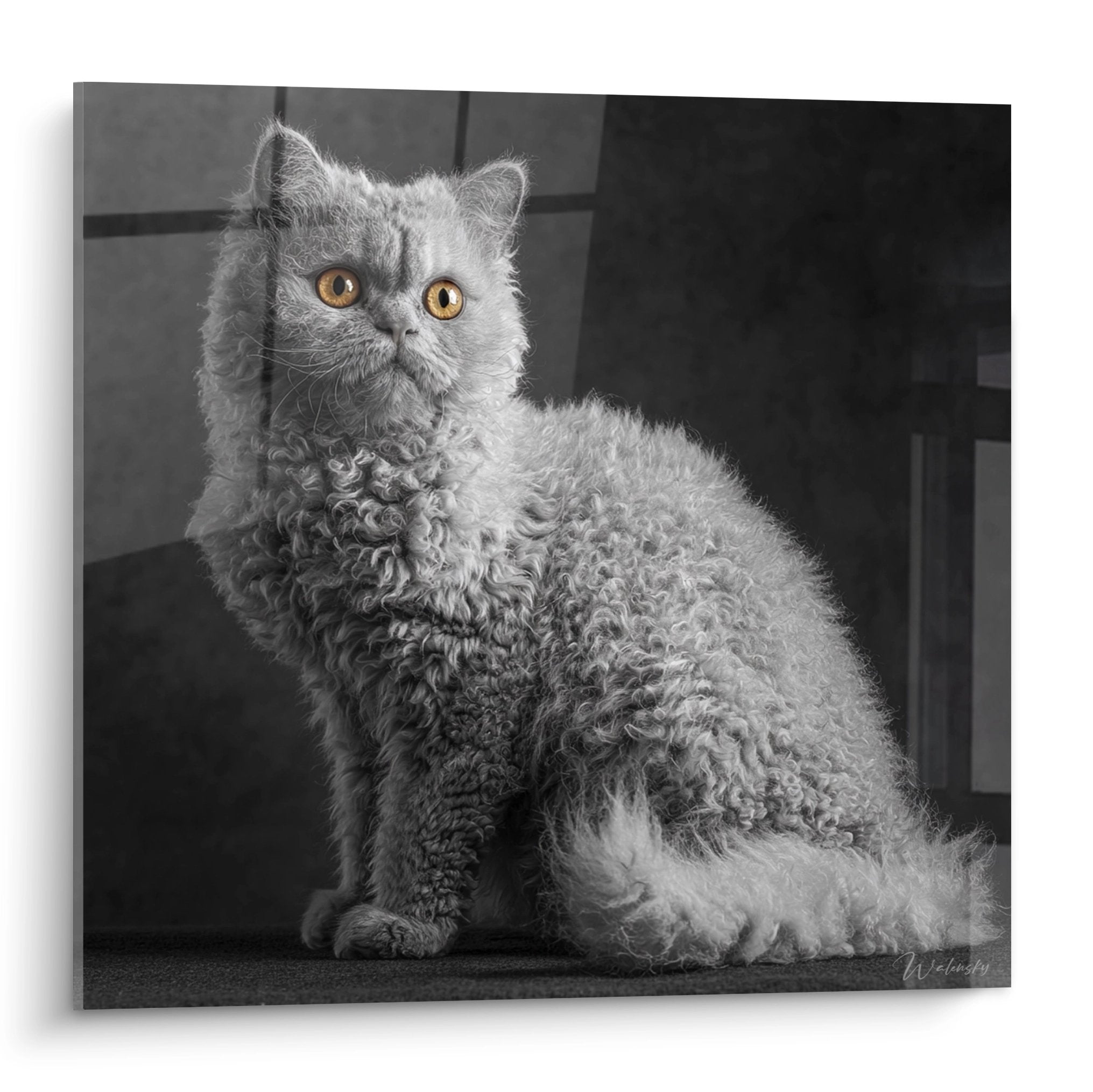 Portrait artistique d'un chat Selkirk Rex au pelage boucle assis, photographie noir et blanc avec yeux dores