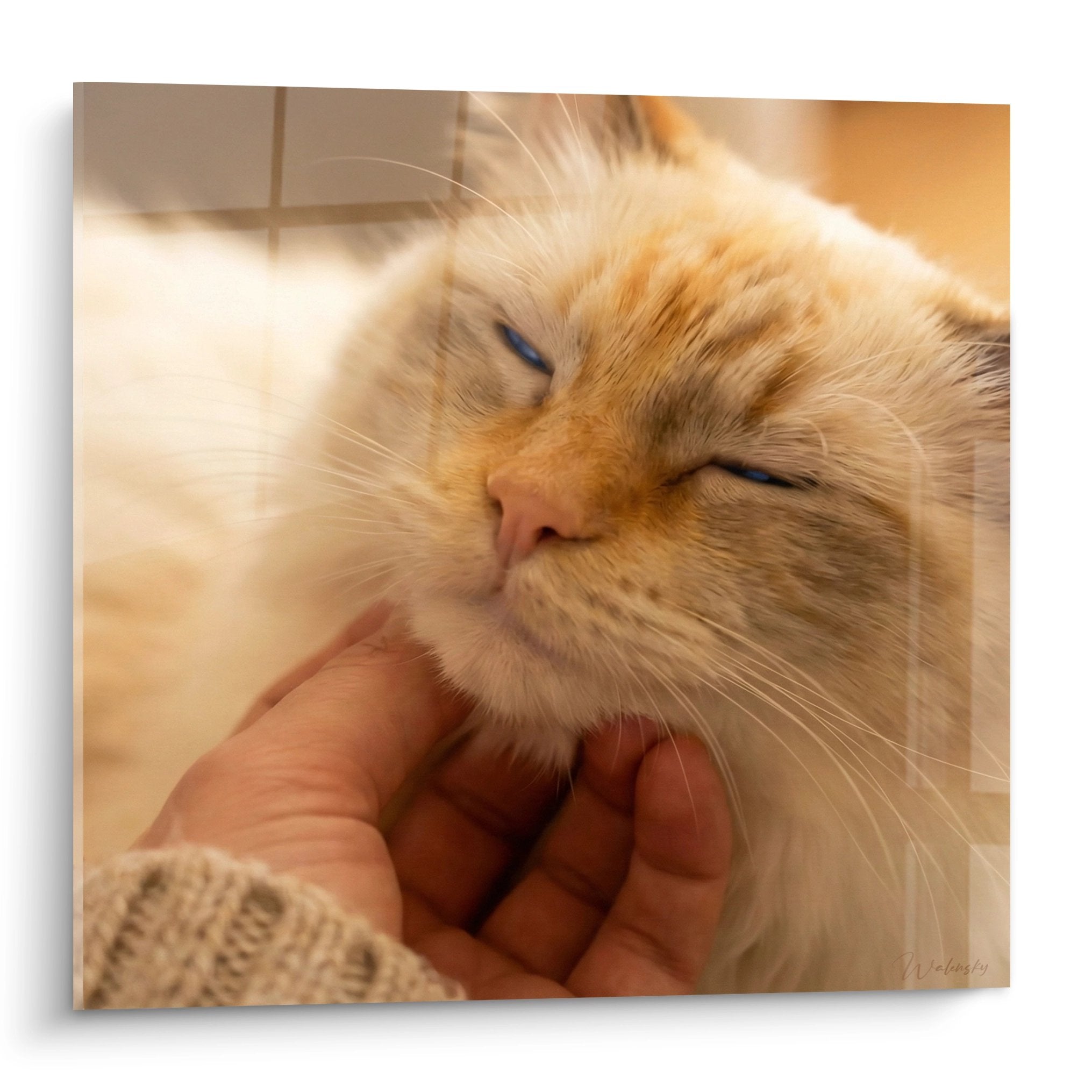 Quadro che rappresenta un gatto Ragdoll dagli occhi azzurri delicatamente stretto in mani protettive, con un'espressione serena