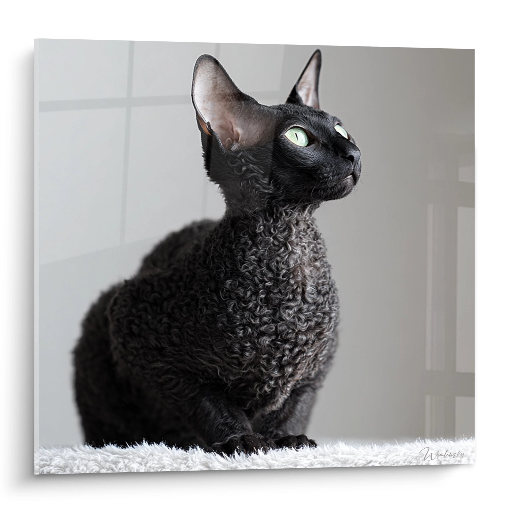 Quadro ritratto gatto Cornish Rex nero con occhi verdi, manto riccio, posa elegante su sfondo neutro