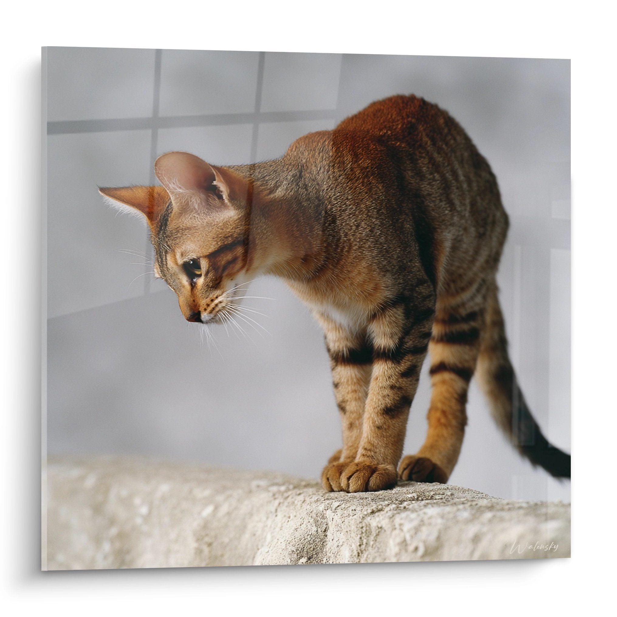 Gatto Sokoke in equilibrio su un bordo di pietra, mantello tabby marrone, postura elegante, sfondo bianco minimalista