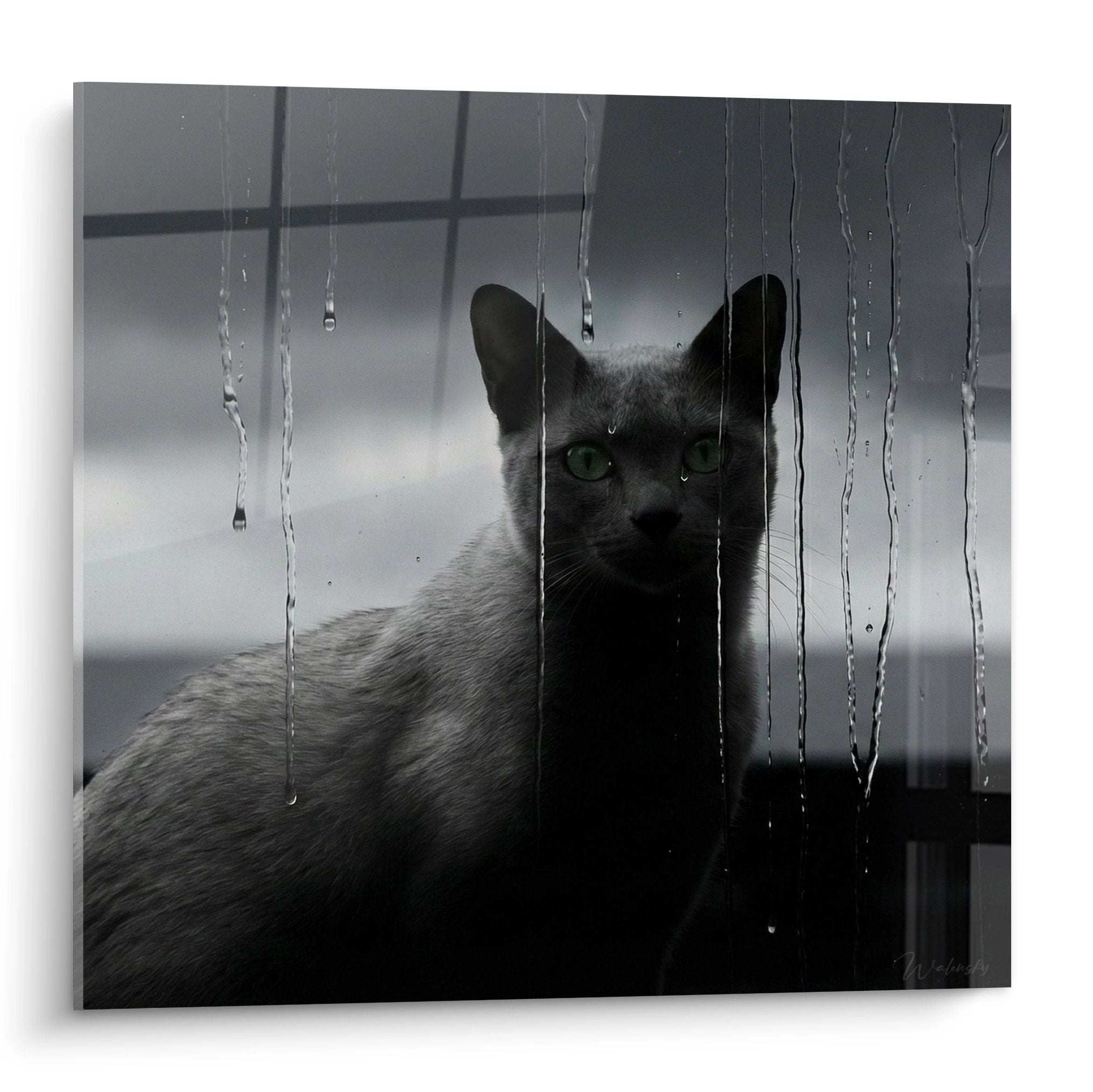 Tableau chat Korat aux yeux verts regardant à travers une vitre pluvieuse en noir et blanc