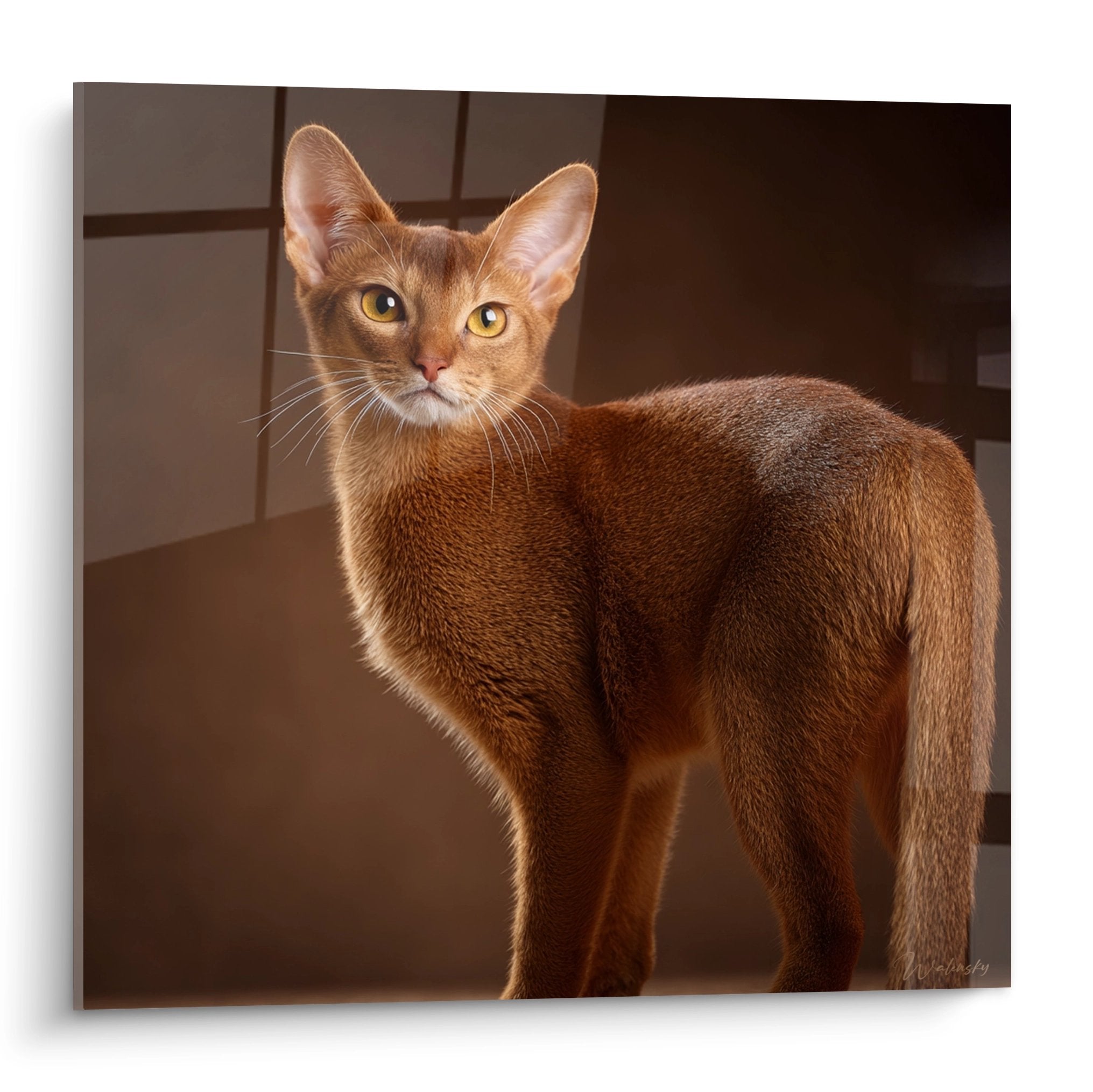 Tableau chat Chausie roux aux yeux dores posant elegamment sur fond sombre, art mural felin premium