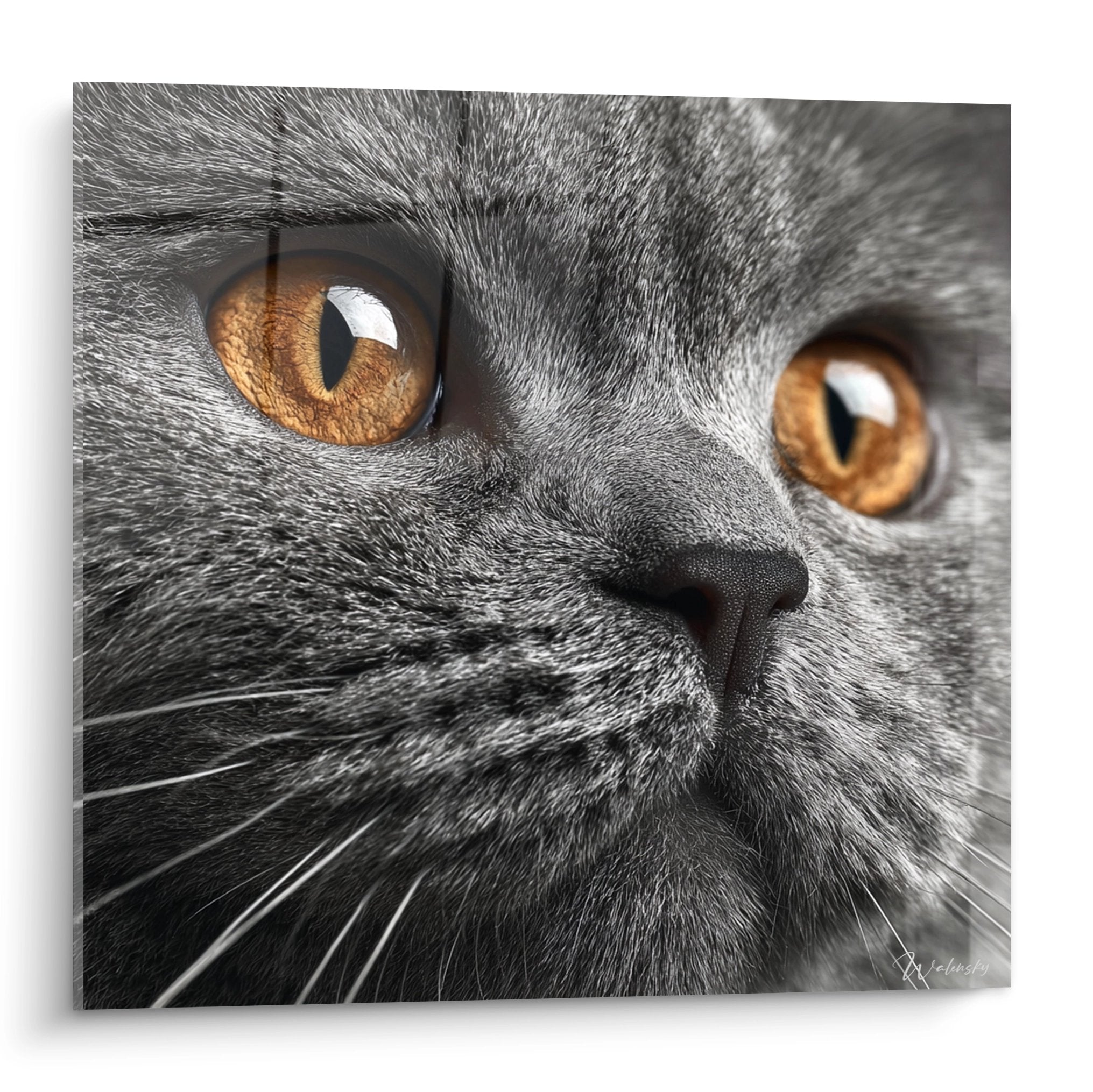 Close-up portrait of gray Scottish Fold cat with amber eyes, characteristic folded ears, feline wall art