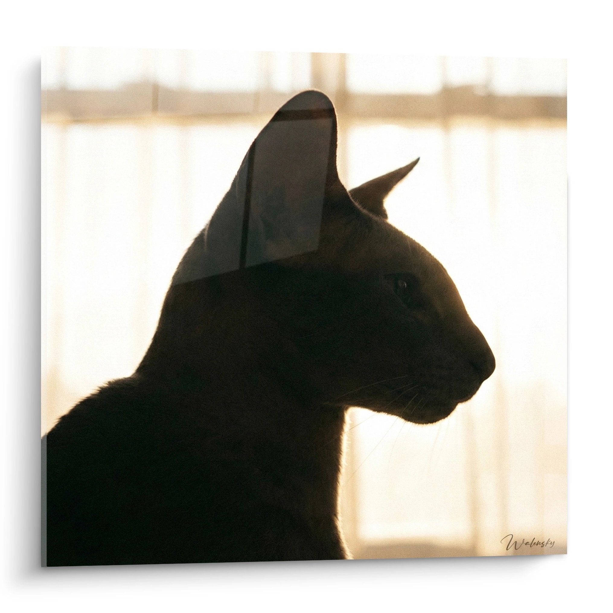 Silhouette di gatto Peterbald in contemplazione davanti a finestra con luce dorata, quadro arte felina minimalista