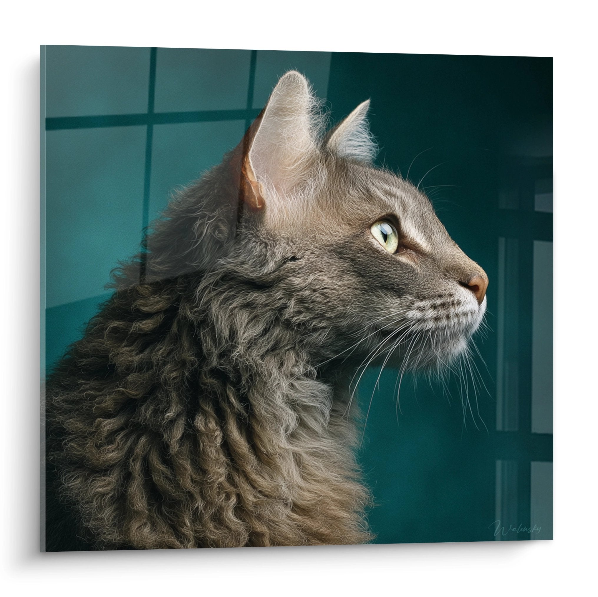 Ritratto di profilo di un gatto LaPerm grigio con mantello riccio che guarda verso destra con occhi verdi penetranti