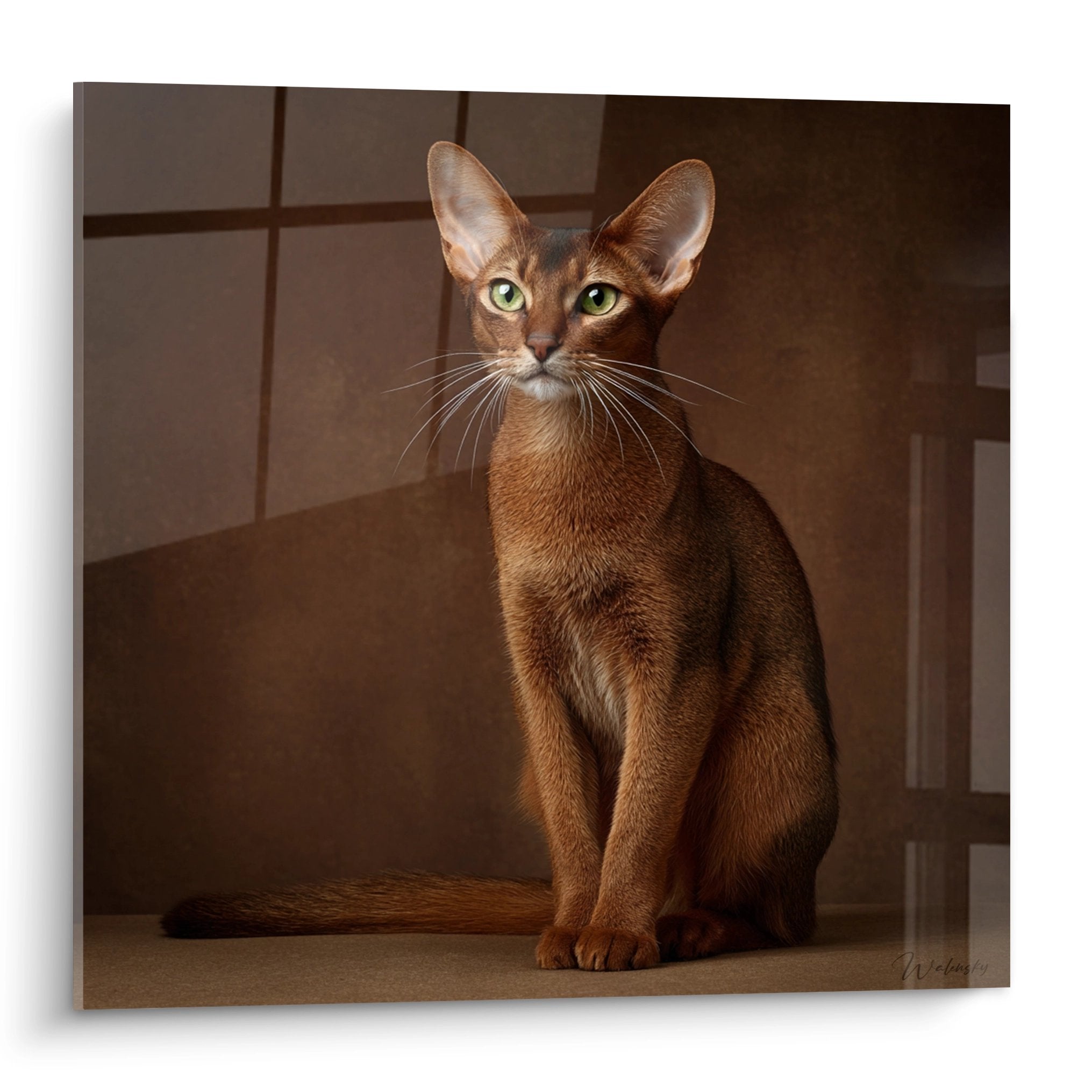 Tableau chat Abyssin assis aux yeux verts regardant droit devant sur fond brun moderne