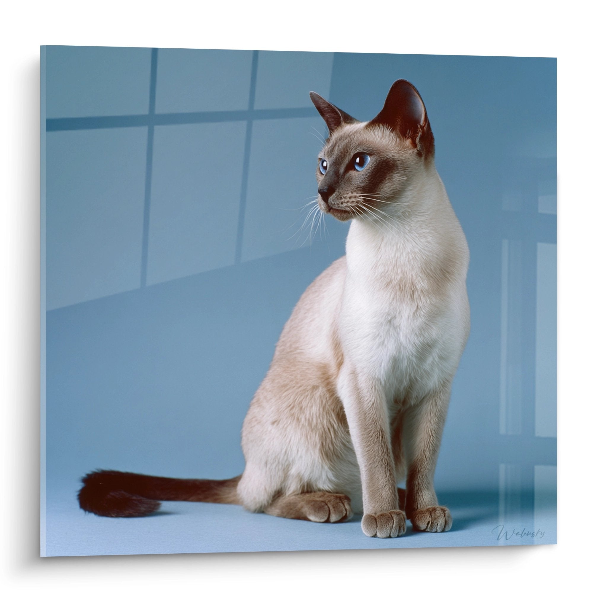 Ritratto artistico di un gatto Tonkinese seduto con occhi blu su sfondo blu, quadro murale decorativo