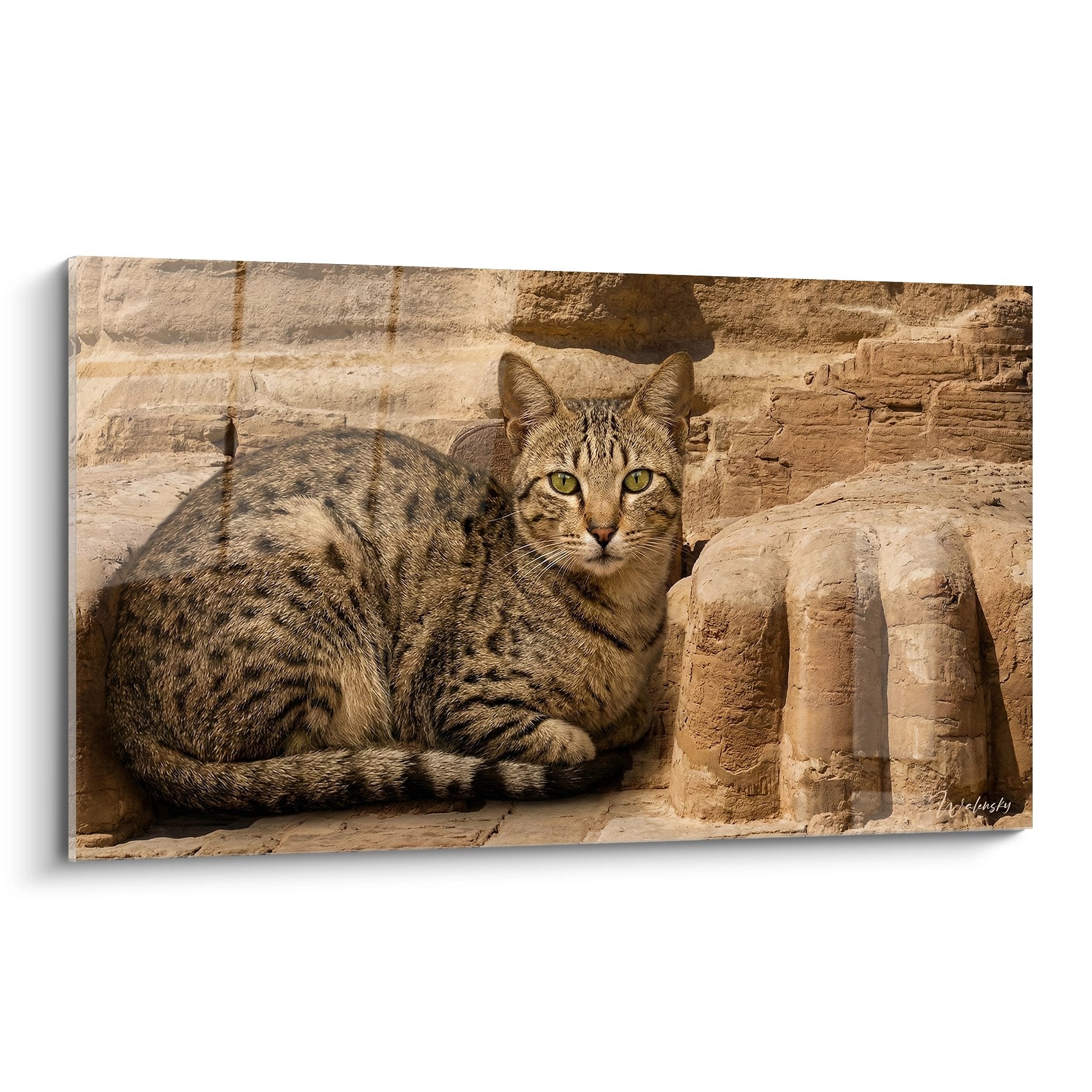 Ägyptische Mau-Katze mit geflecktem Fell sitzt auf ockerfarbenen antiken Steinruinen mit durchdringenden goldenen Augen