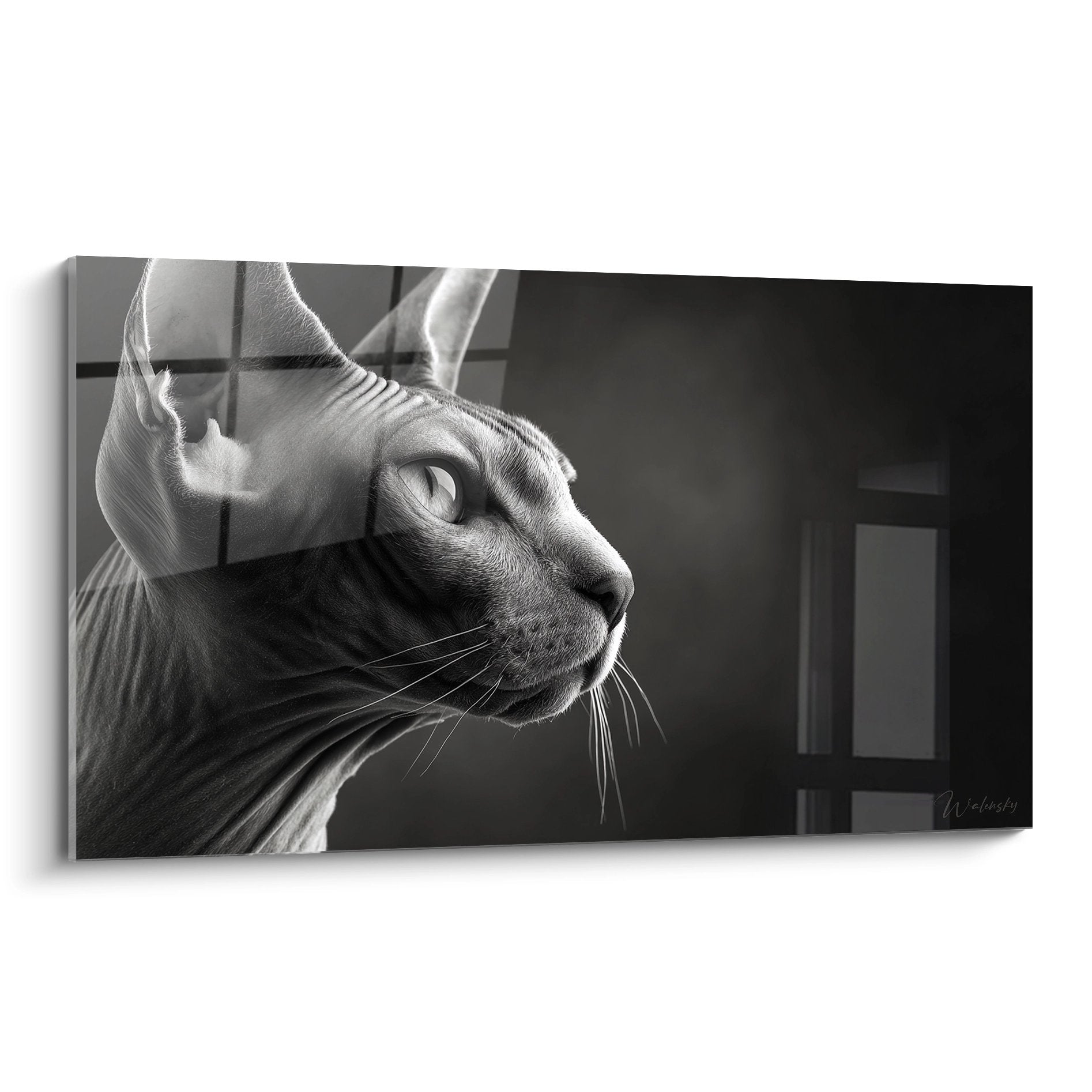 Quadro gatto Sphynx di profilo in bianco e nero, sguardo contemplativo e orecchie appuntite su tela moderna