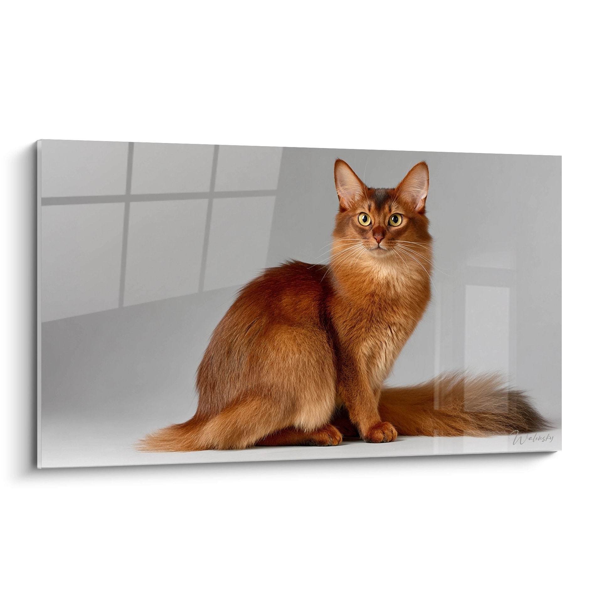 Tableau chat Somali roux aux yeux dorés posé majestueusement sur fond blanc minimaliste