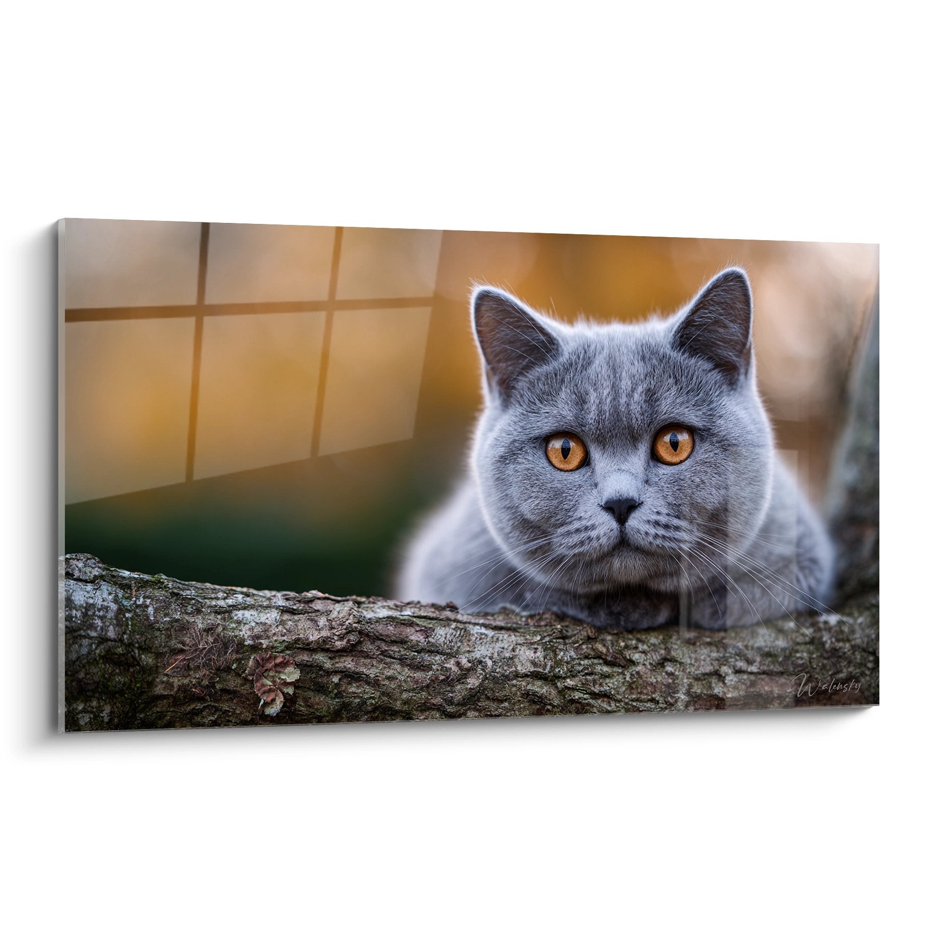 Quadro ritratto gatto British Shorthair grigio con occhi ambra appollaiato su tronco d'albero con luce dorata