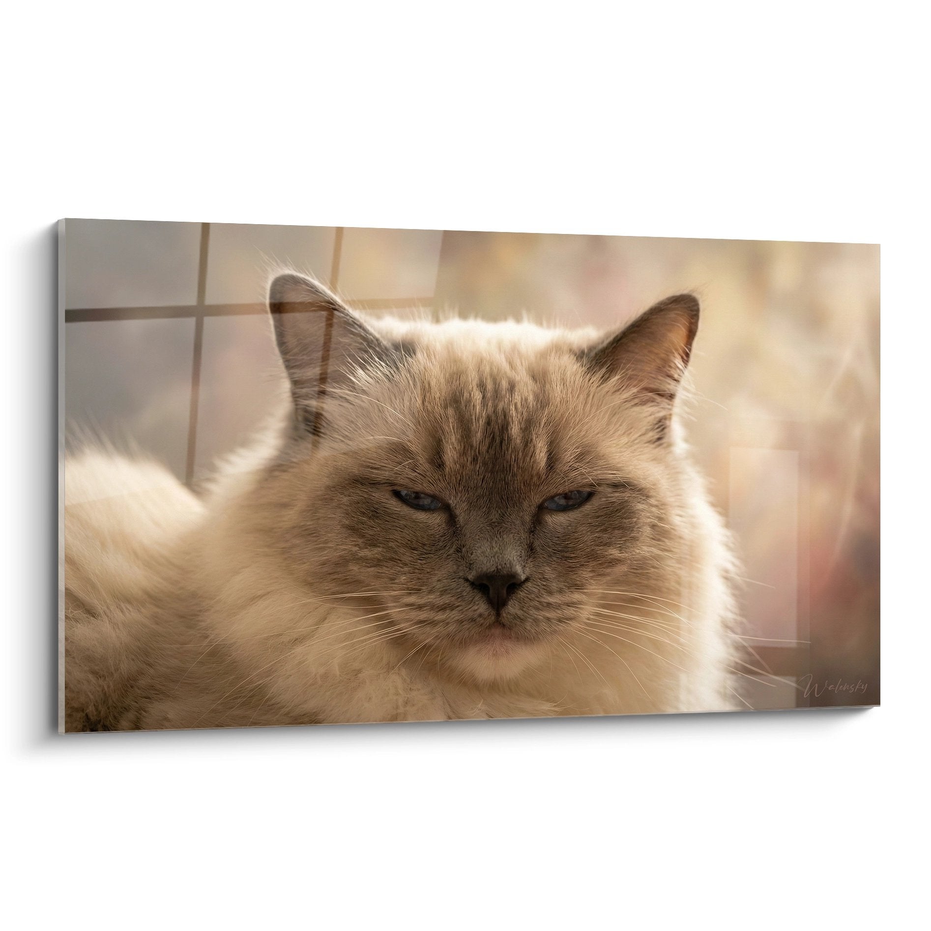 Quadro murale gatto Ragdoll con occhi blu in luce dorata, espressione contemplativa e serena
