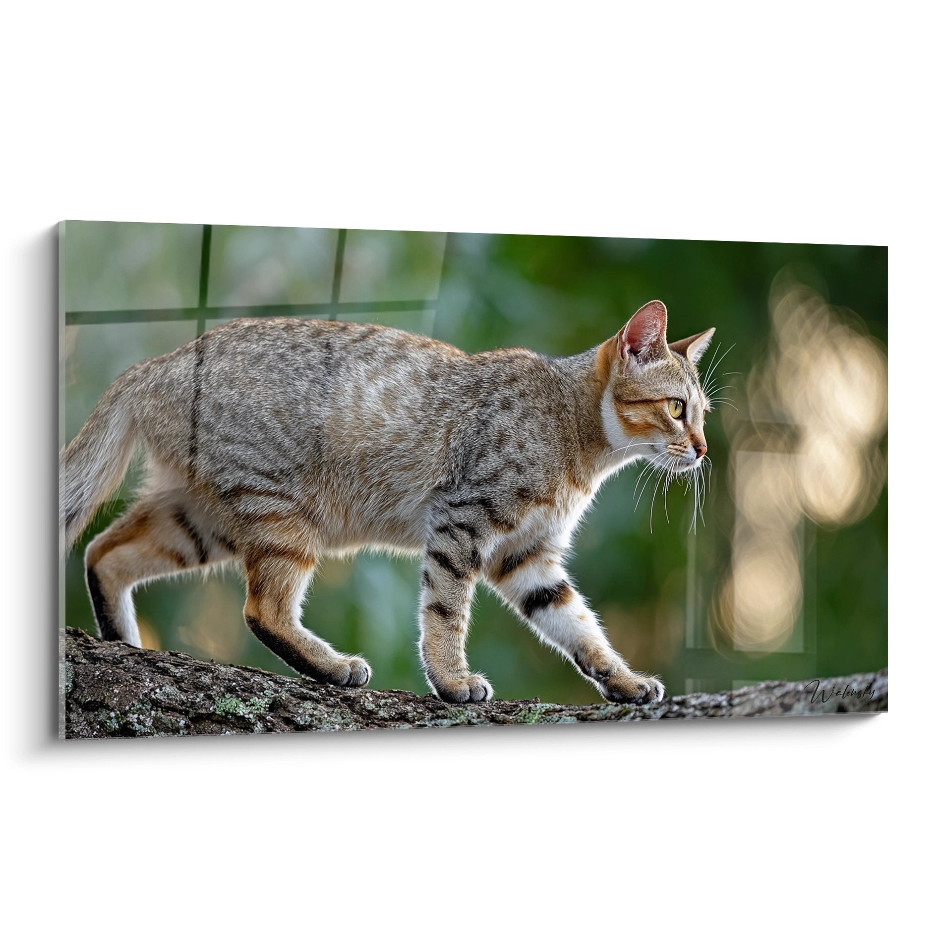 Chat Sokoke tigré en équilibre sur branche, pelage brun-roux, posture gracieuse, lumière naturelle filtrée