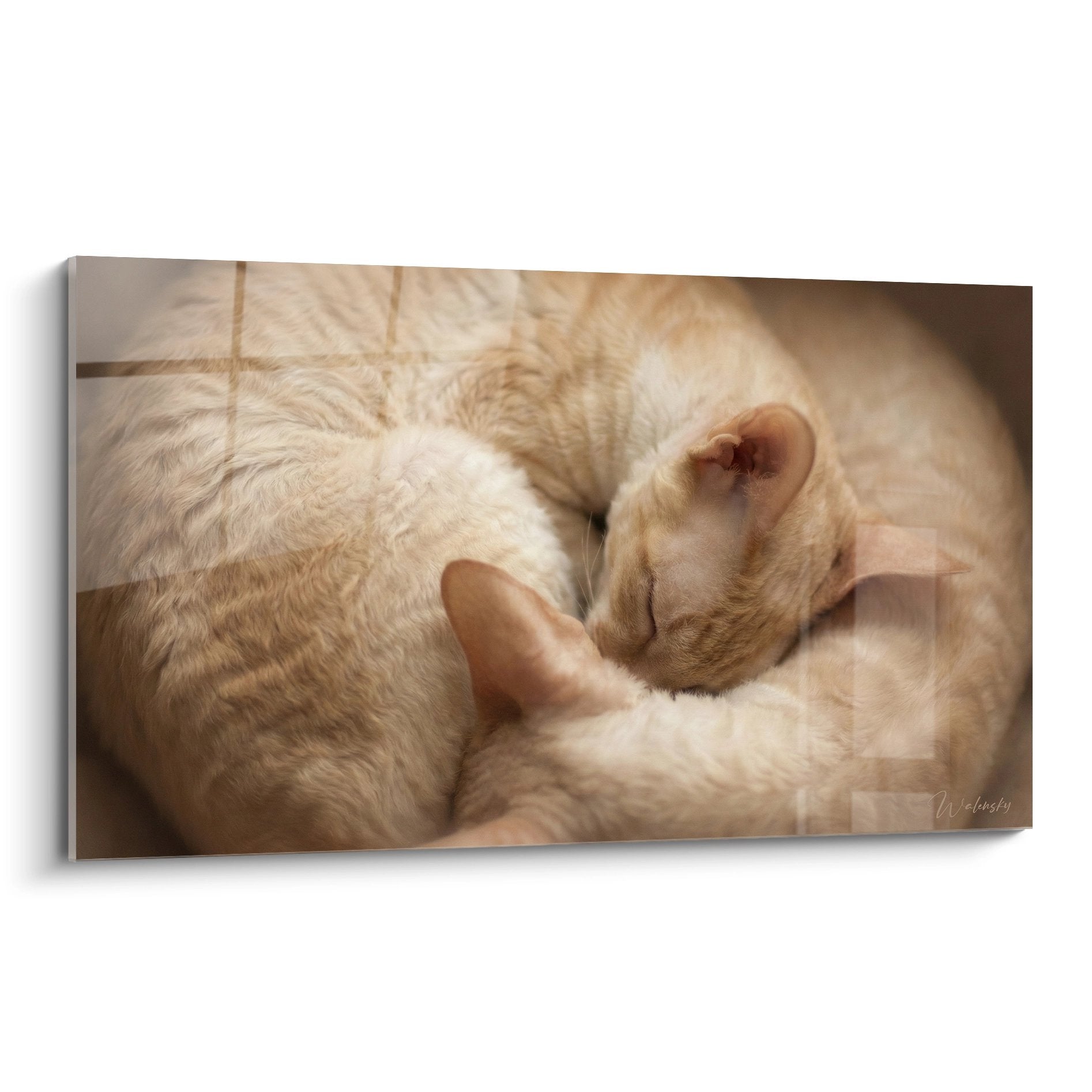 Quadro di due gattini Cornish Rex addormentati con tonalità dorate su piastrelle, atmosfera calda e tenera