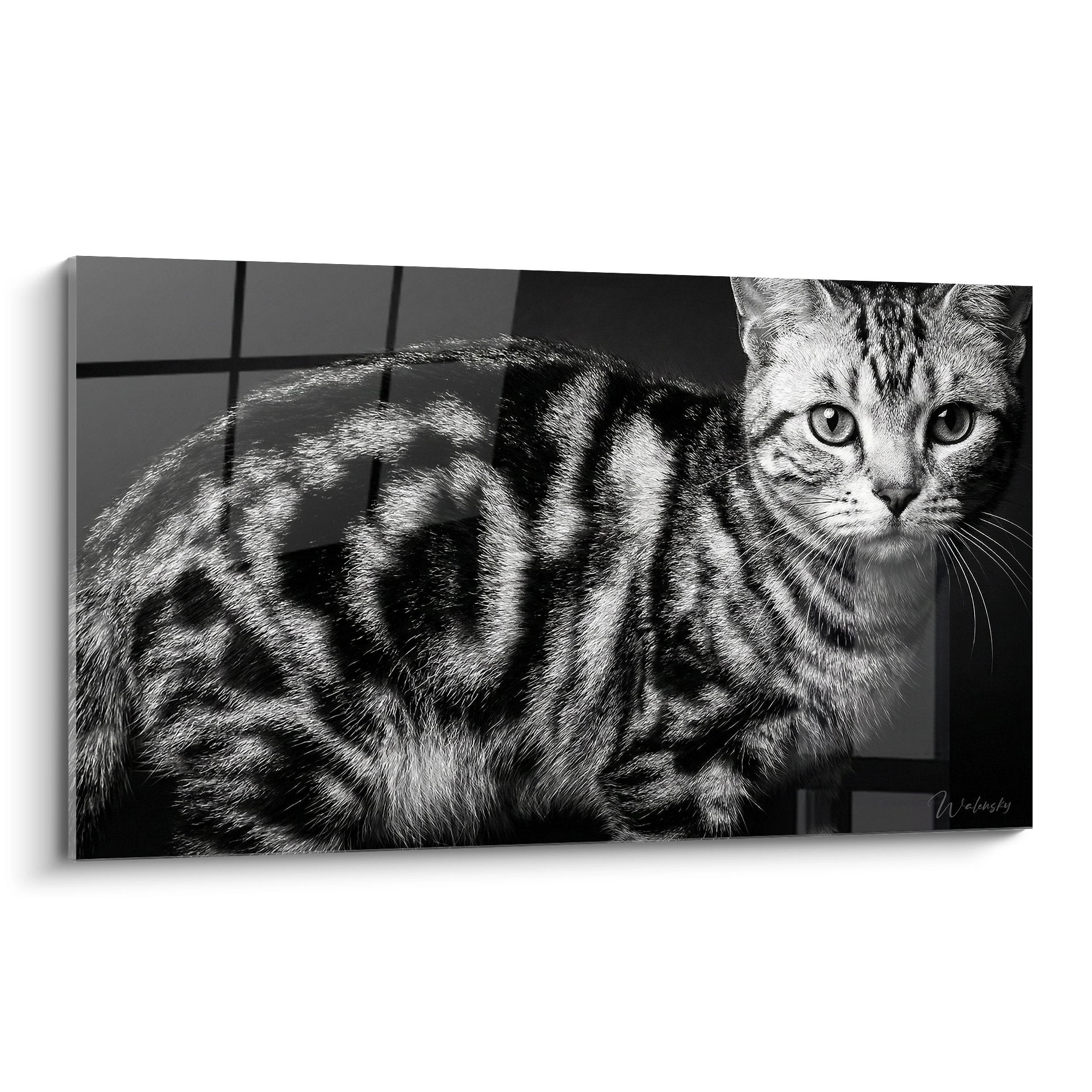 Tableau mural chat American Shorthair tigré noir et blanc au regard intense sur toile décorative