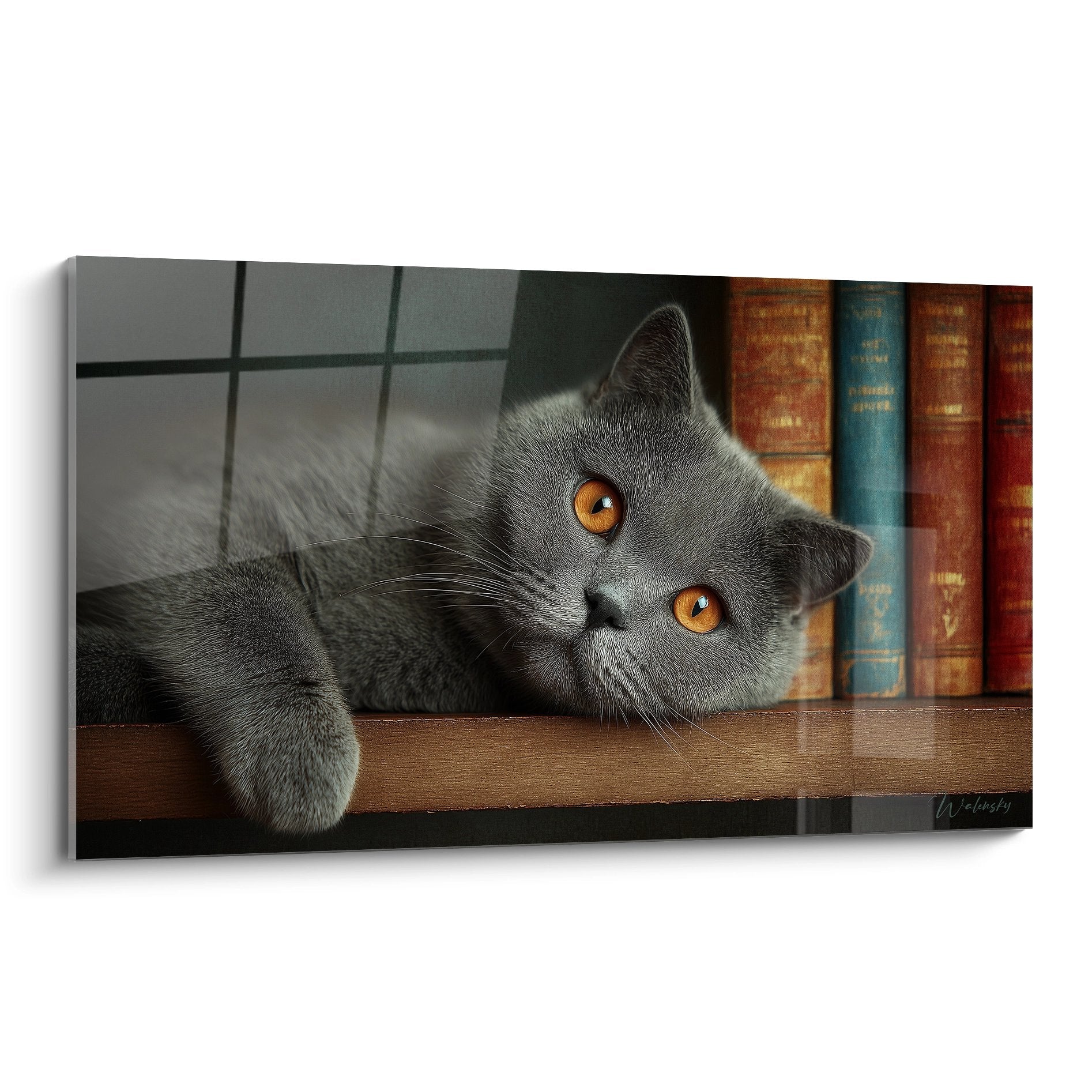 Quadro gatto British Shorthair grigio con occhi ambrati sdraiato su scaffale di libri antichi