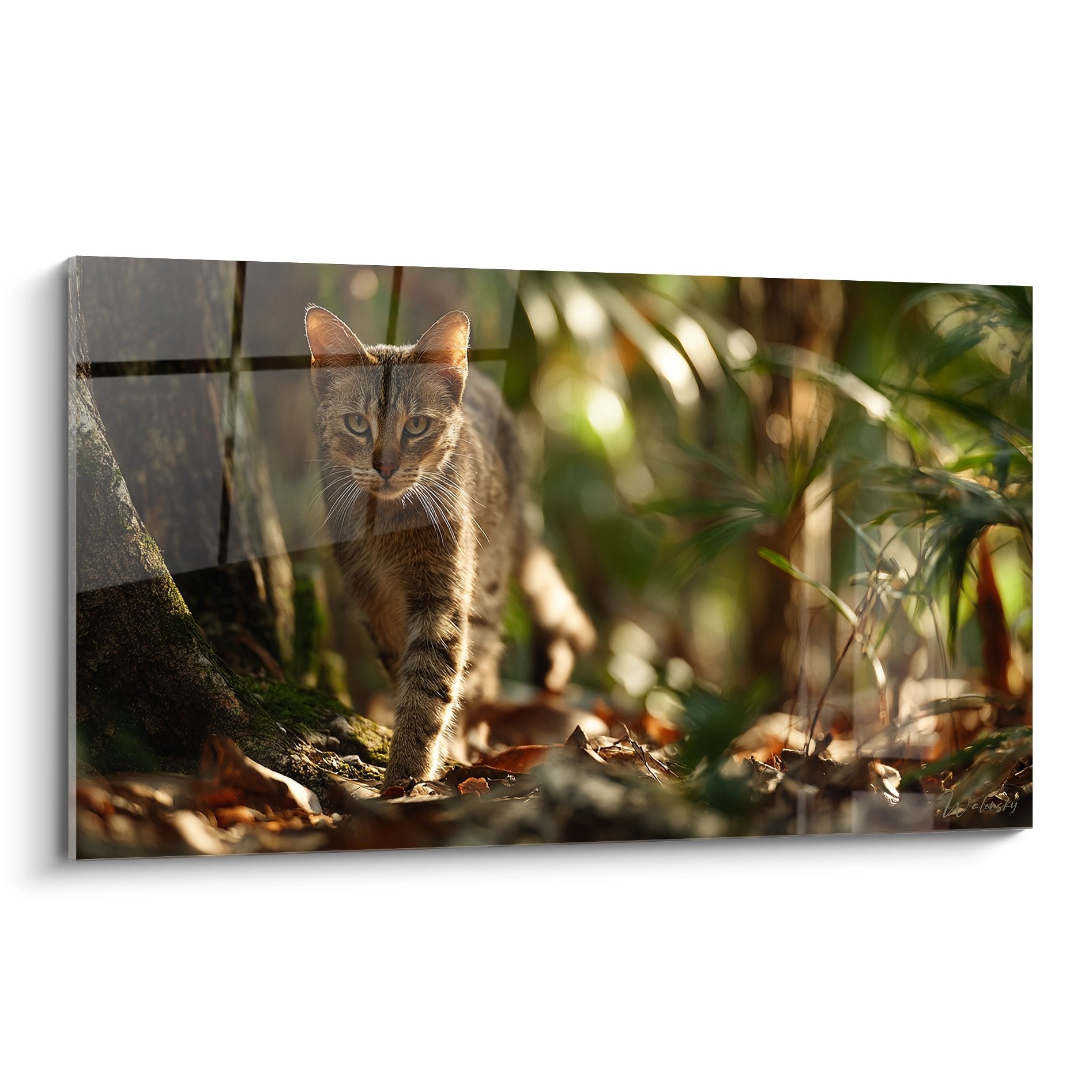 Tableau mural chat Sokoke tigré dans lumière dorée parmi végétation naturelle, décoration féline authentique