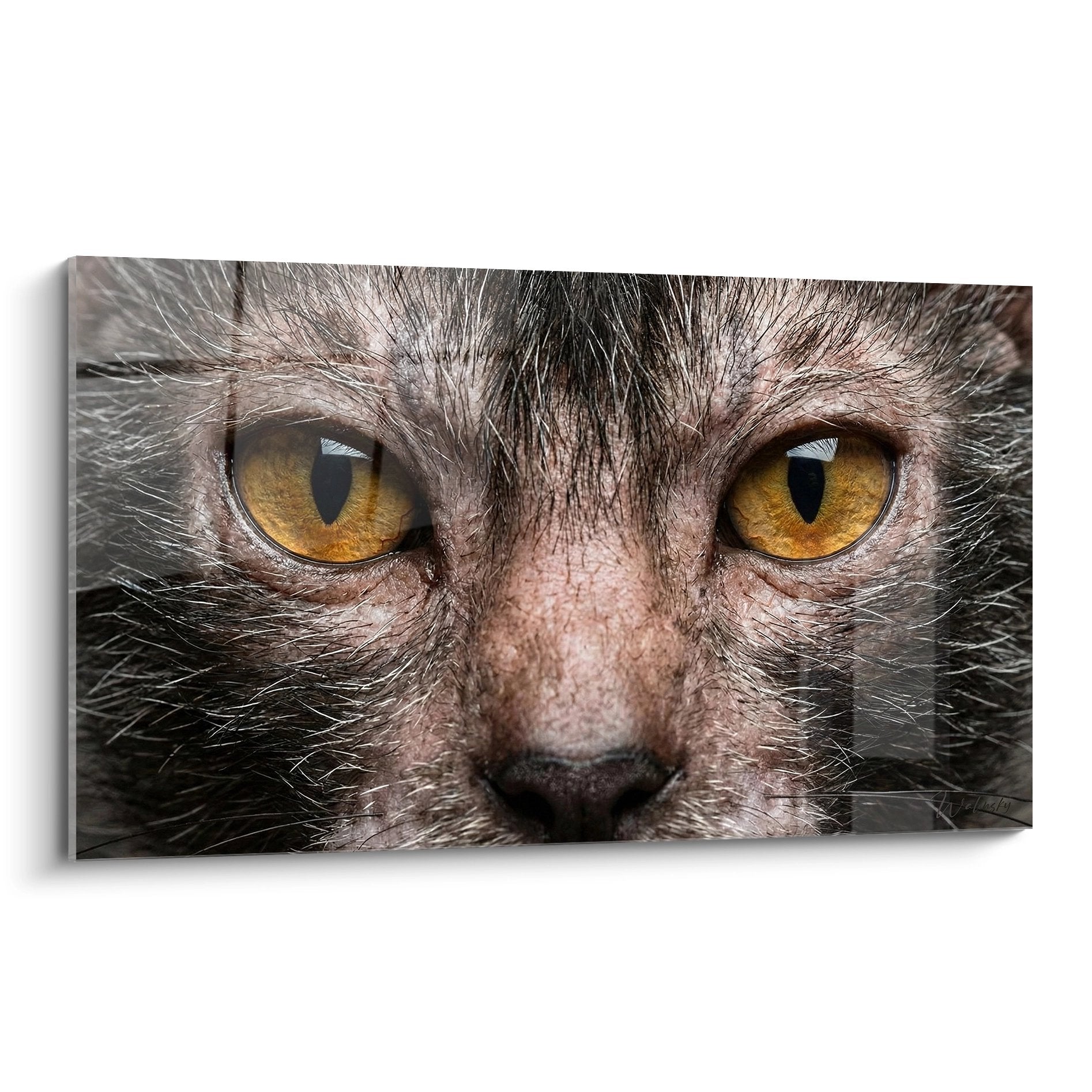 Primo piano artistico di un gatto Lykoi con occhi dorati ambrati penetranti su quadro murale di lusso