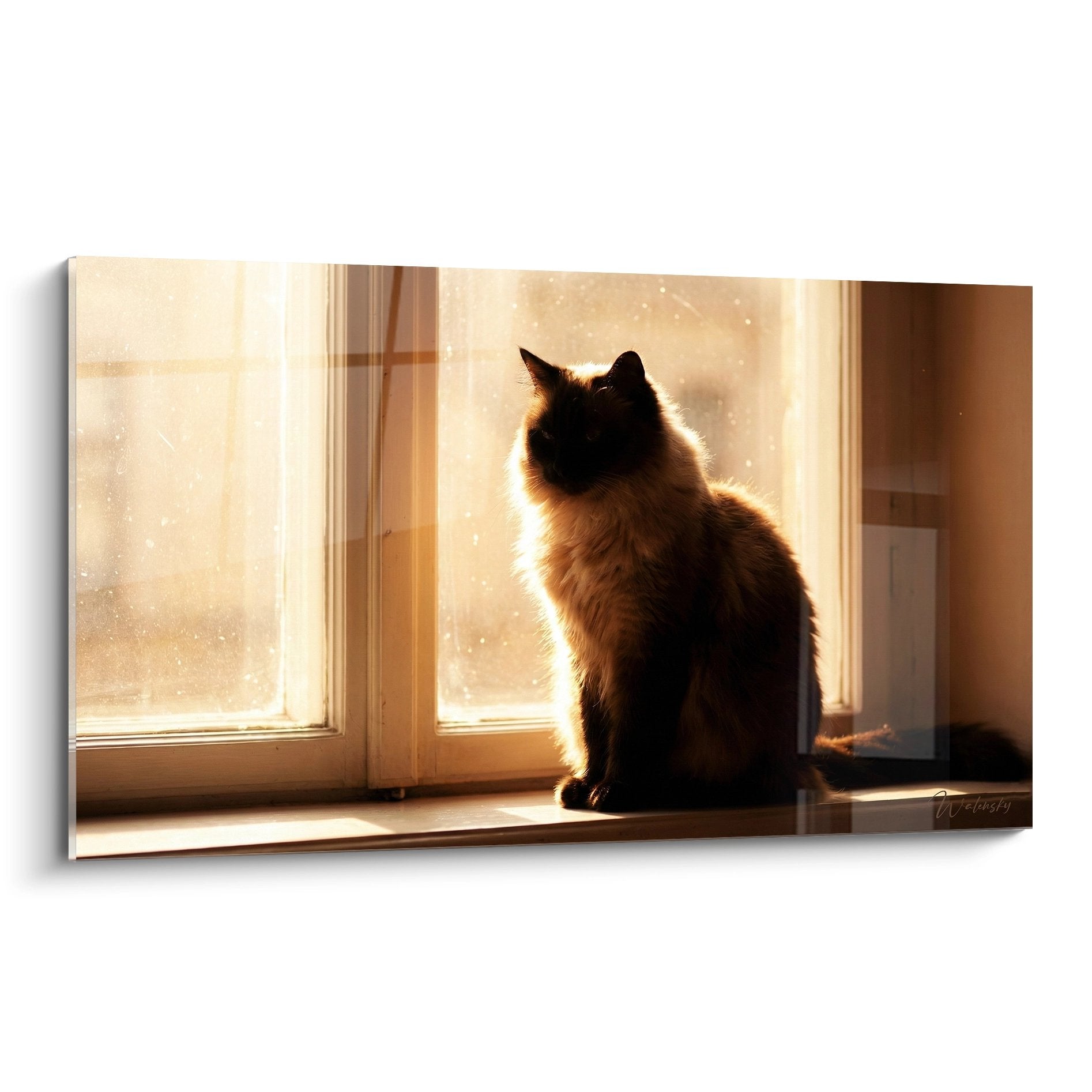 Tableau mural représentant un chat Balinais assis devant une fenêtre dans la lumière dorée du matin