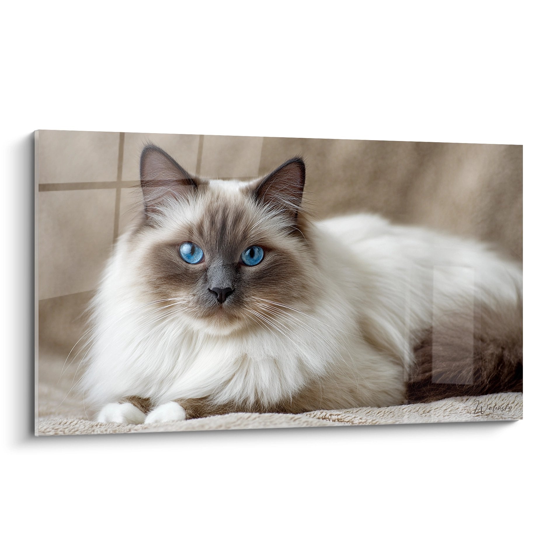Quadro murale gatto Birmano con occhi blu, mantello bianco e seal point, ritratto felino realistico per decorazione
