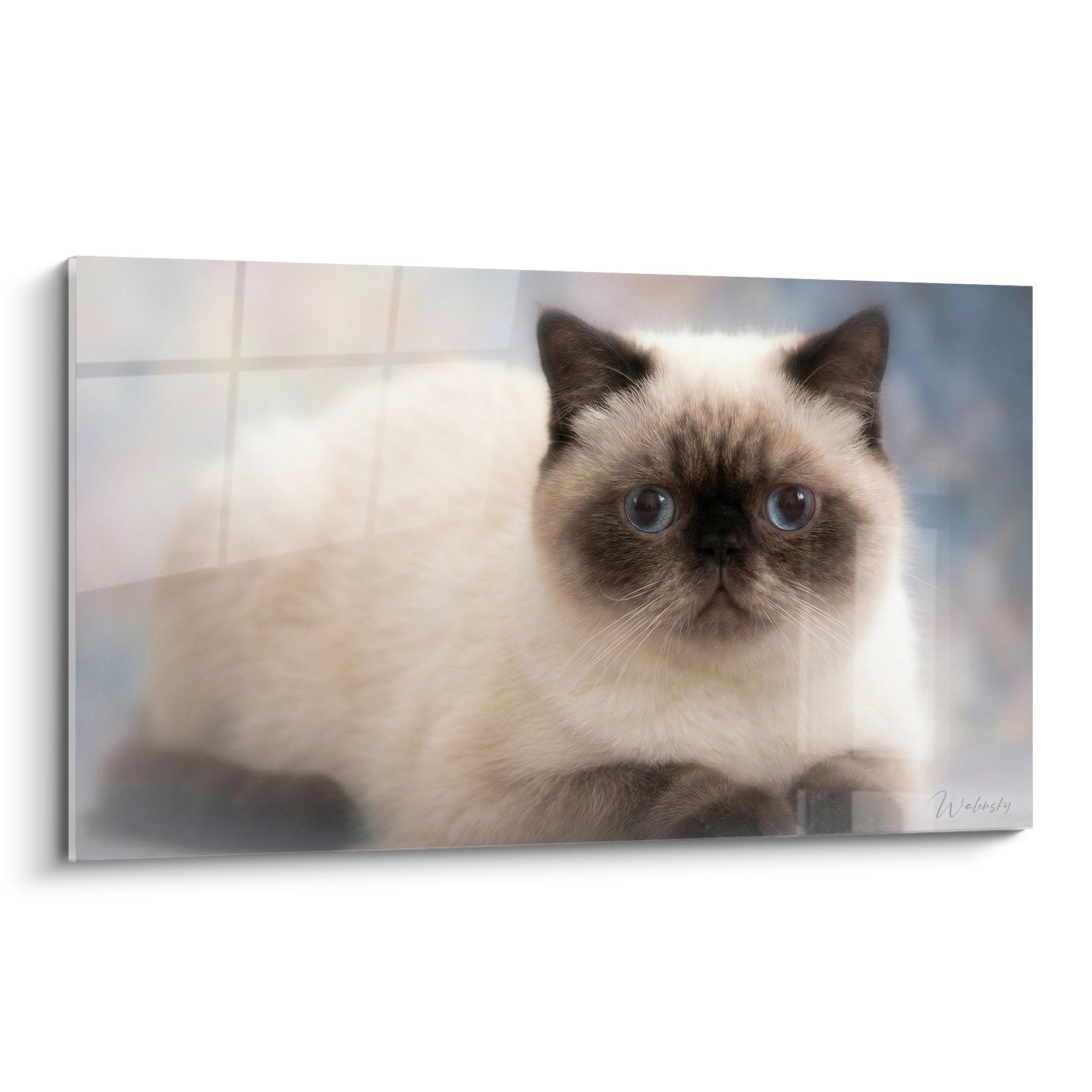 Quadro ritratto gatto siamese con magnifici occhi blu su sfondo interno contemporaneo