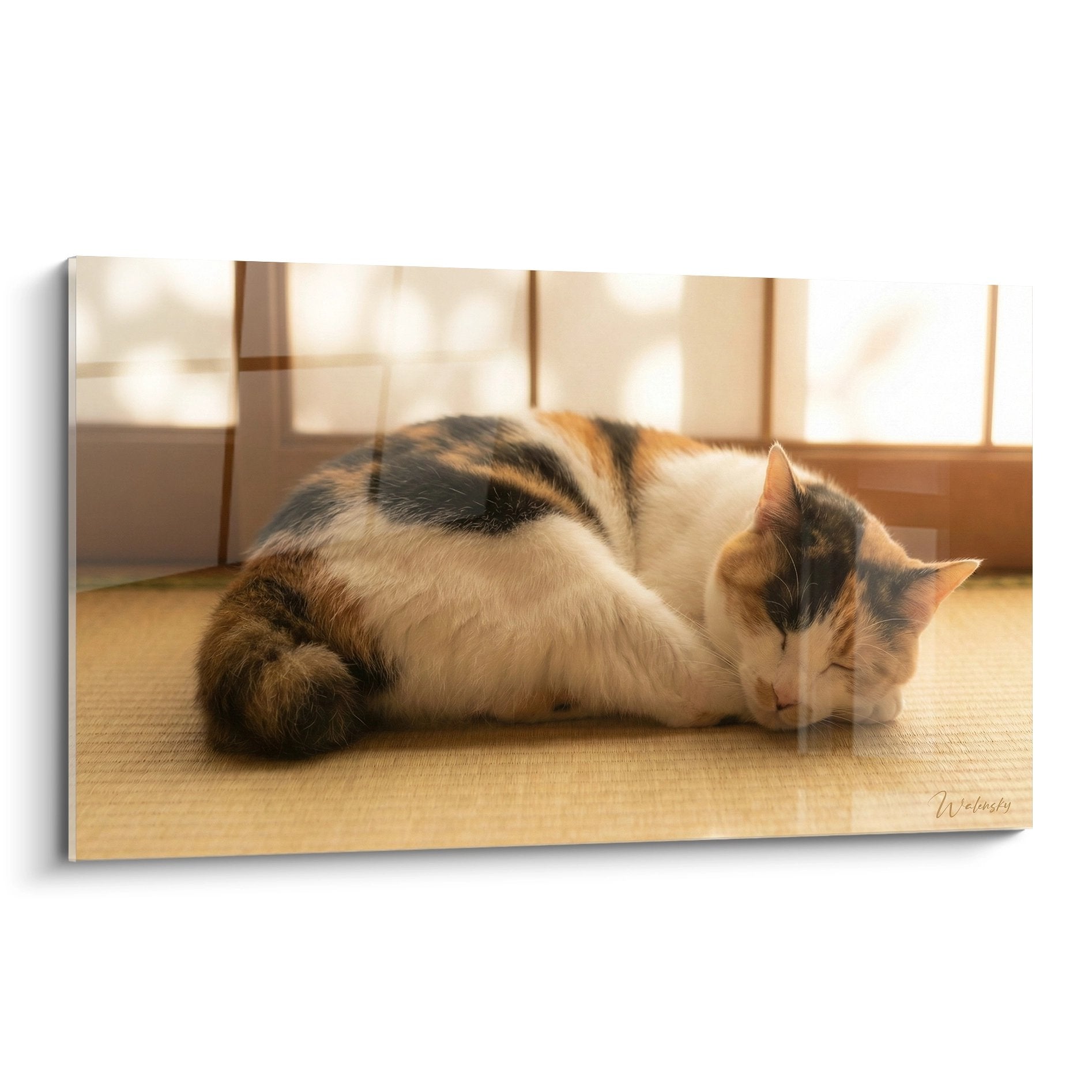 Sleeping tricolor Japanese Bobtail cat on tatami in traditional Japanese interior with wooden partitions