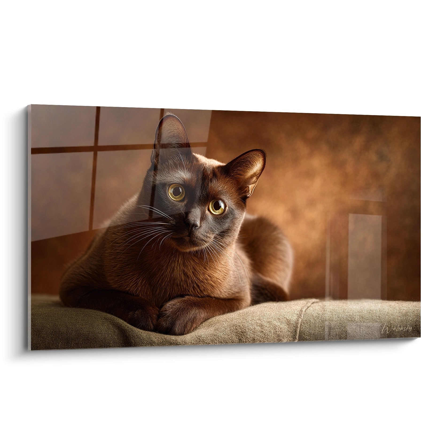 Tableau chat Burmese chocolat allongé dans lumière dorée, yeux ambrés expressifs, ambiance chaleureuse