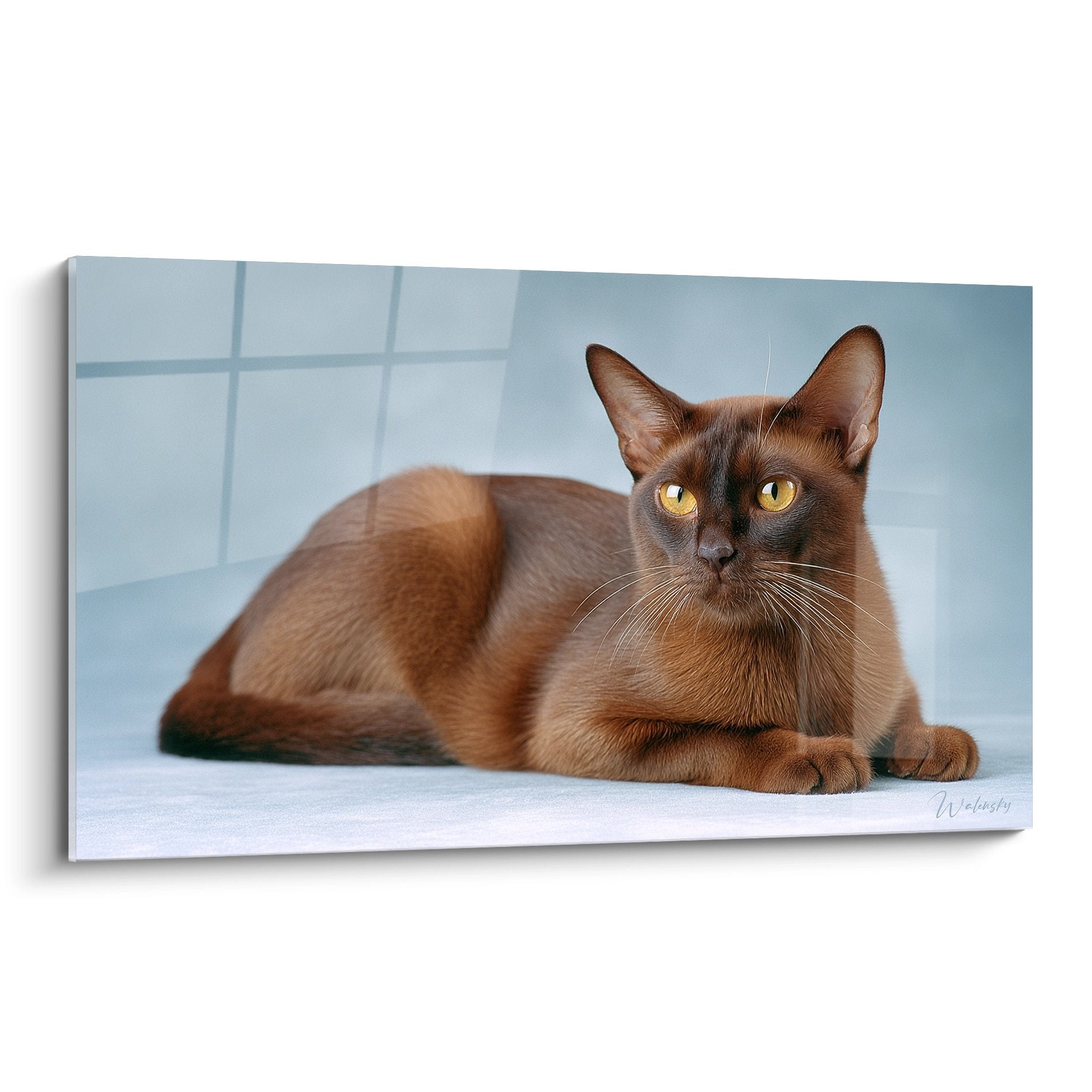 Tableau chat Burmese brun aux yeux dorés allongé sur surface blanche avec arrière-plan bleu géométrique