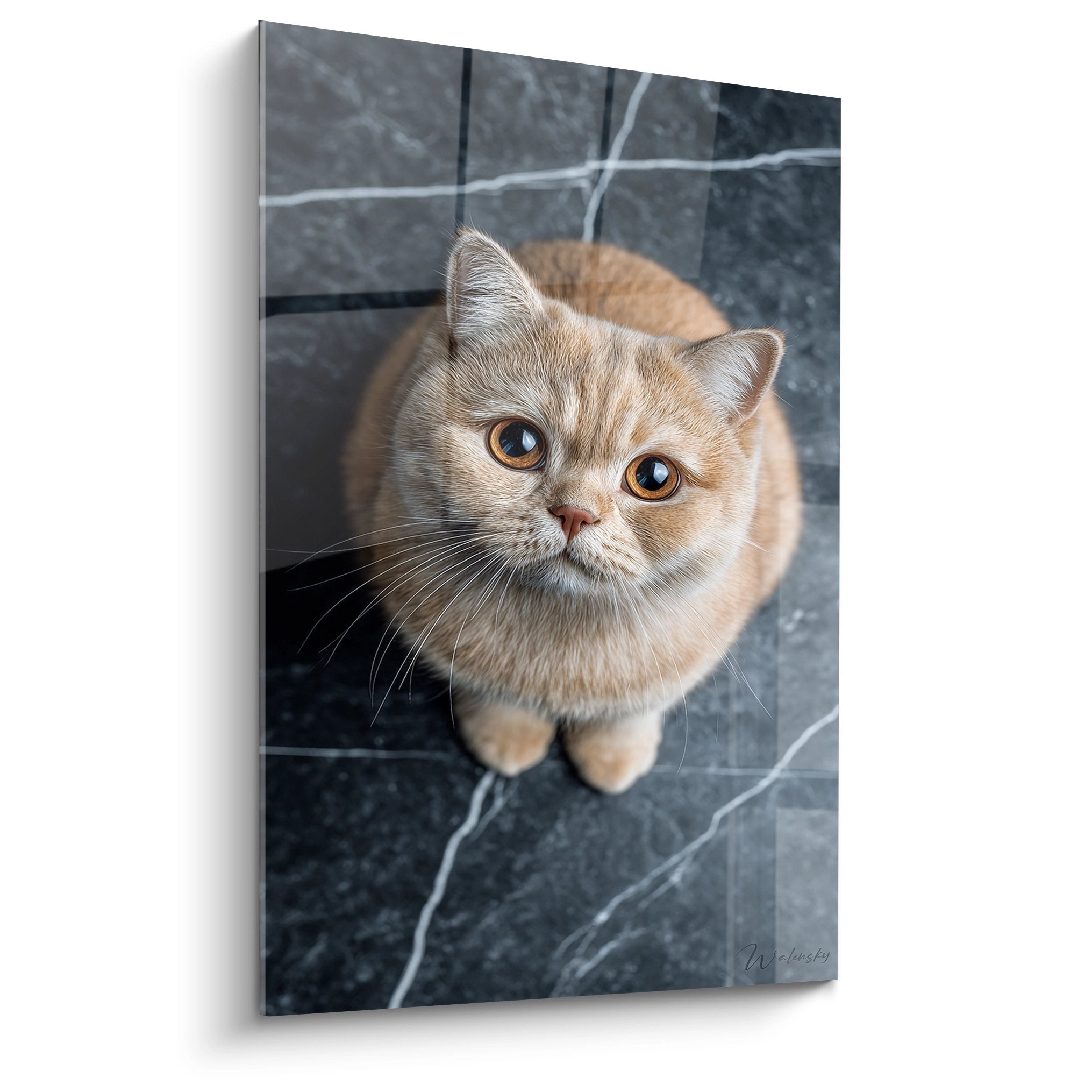 Quadro murale gatto British Shorthair crema con occhi dorati seduto su marmo nero, vista dal basso