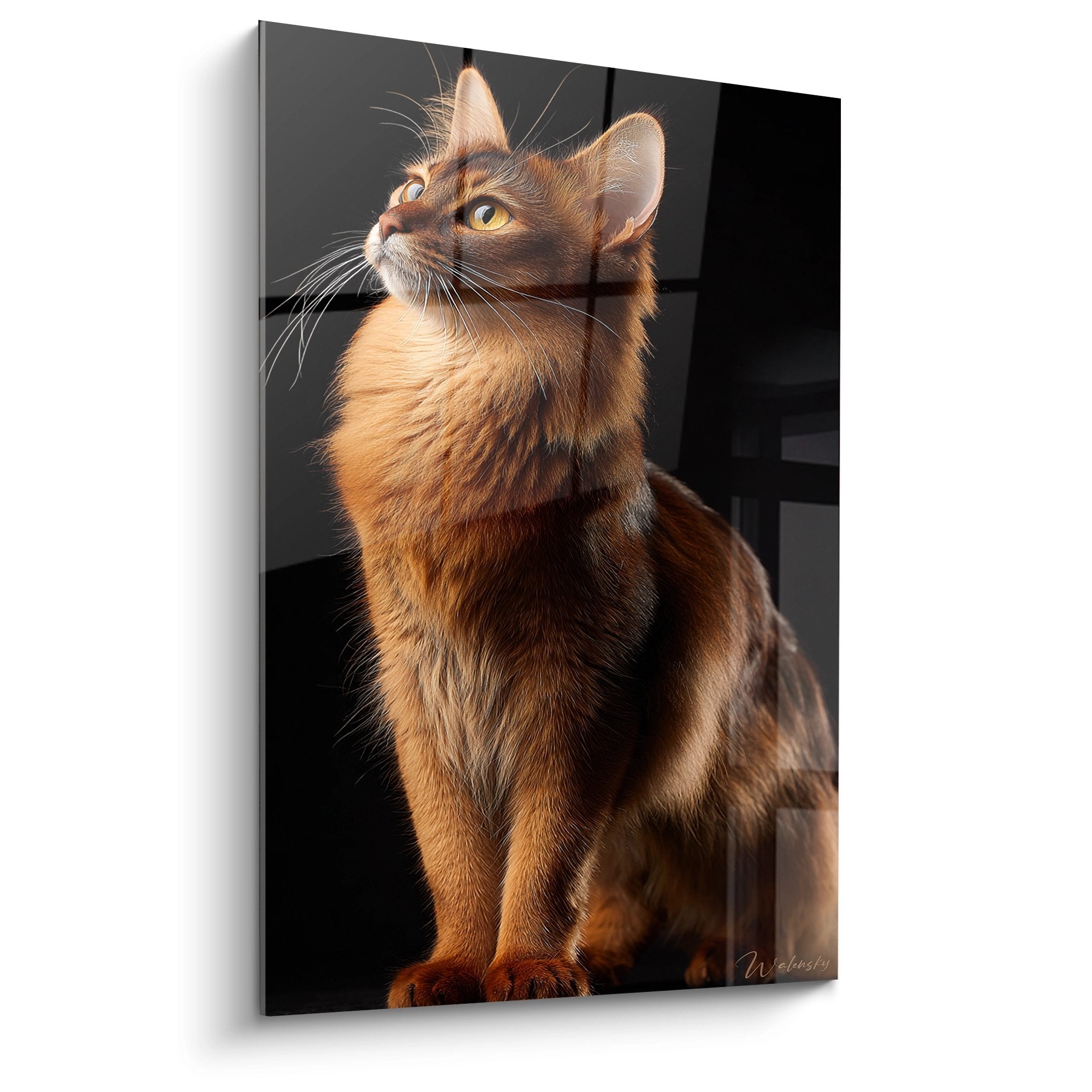 Tableau mural chat Somali roux au regard contemplatif levé vers le haut, pelage doré illuminé par lumière naturelle