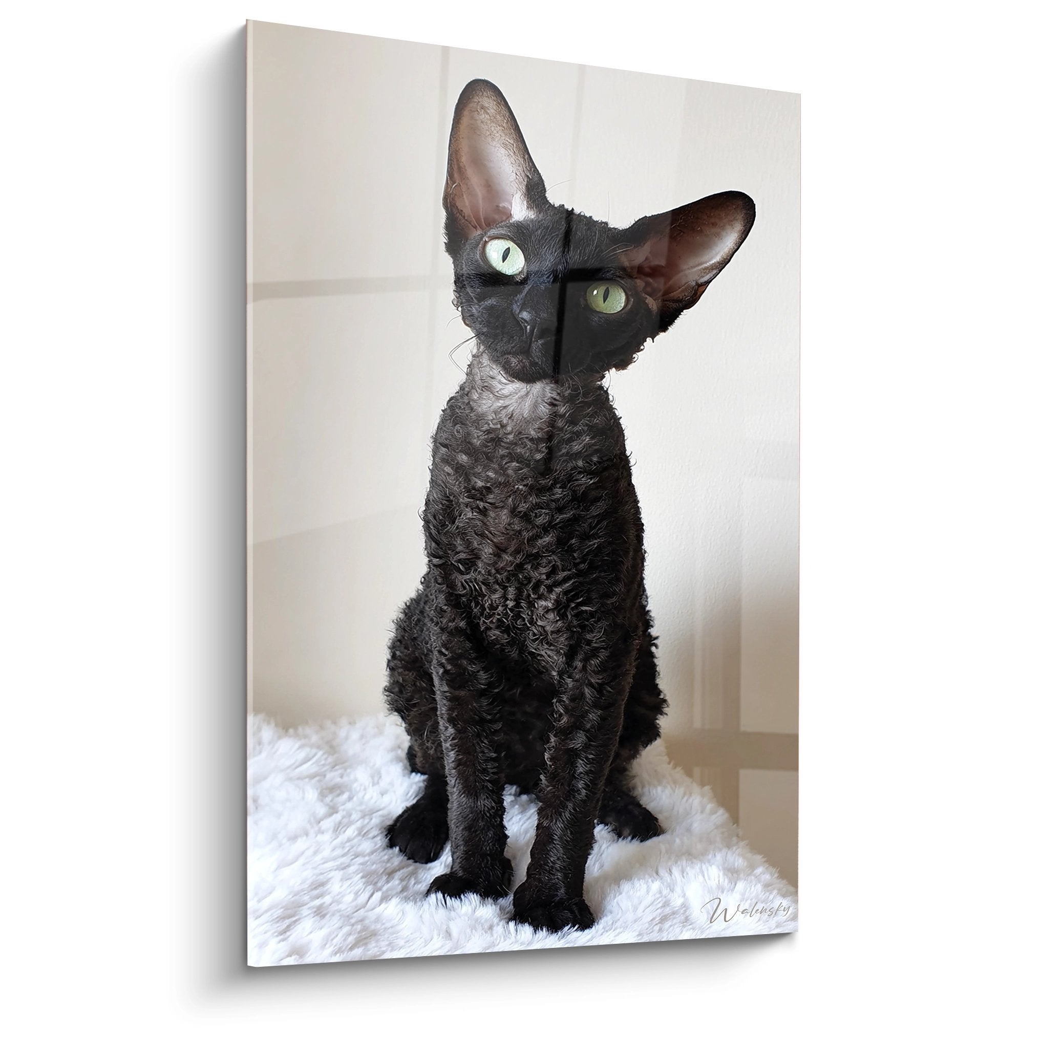 Quadro da parete gatto Cornish Rex nero con occhi verdi seduto su tappeto bianco, ritratto artistico razza felina