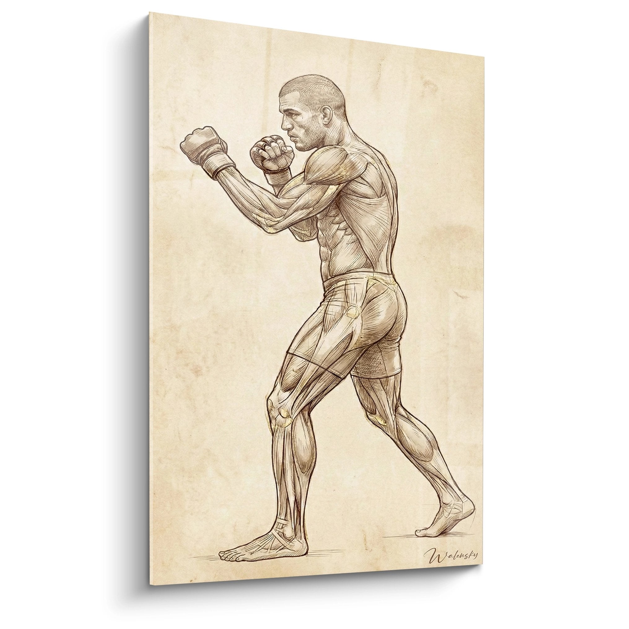 Tableau anatomique combattant MMA en position garde, dessin sepia style Renaissance, muscles detailles