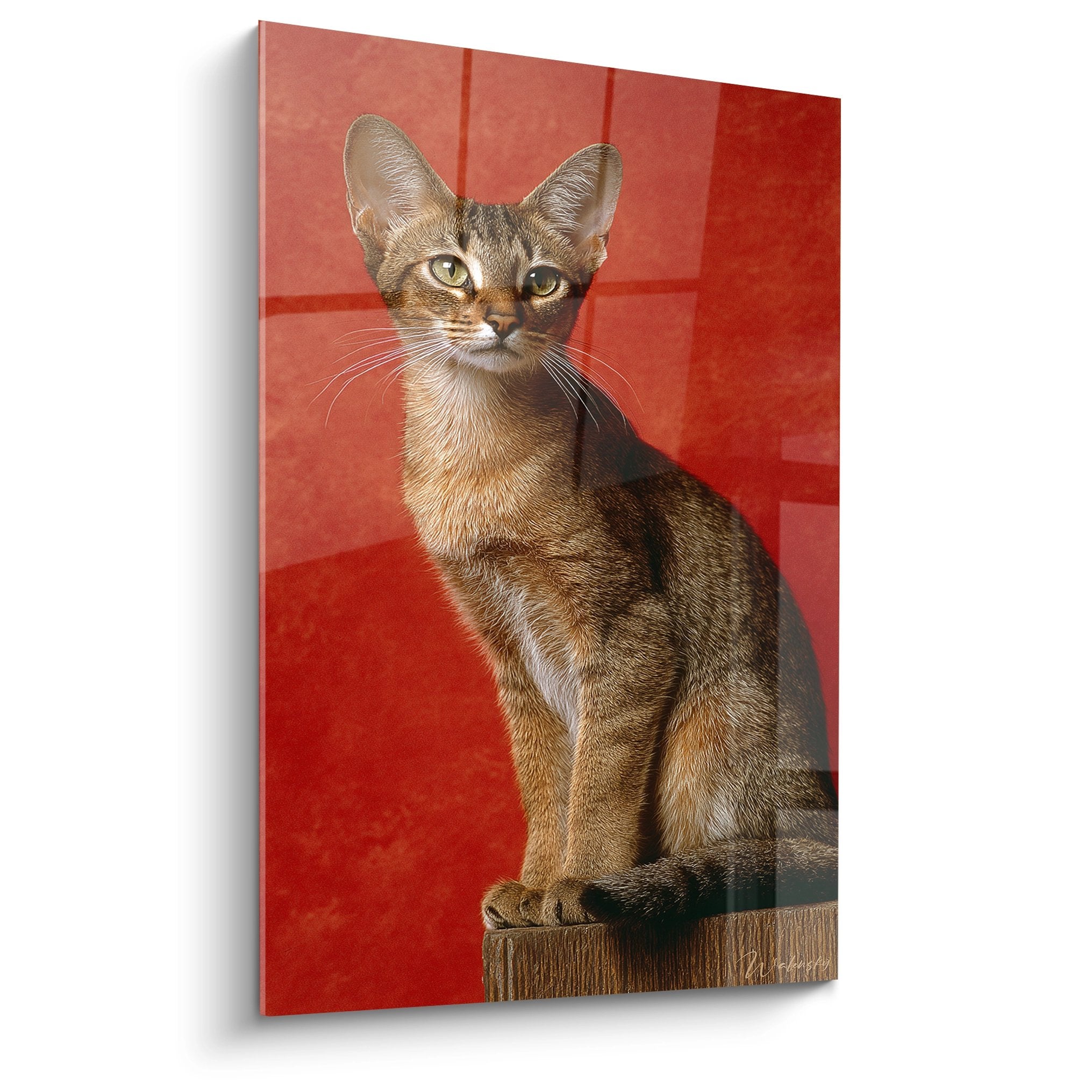 Portrait artistique chat Sokoke aux yeux dorés sur fond rouge éclatant, perché sur support bois