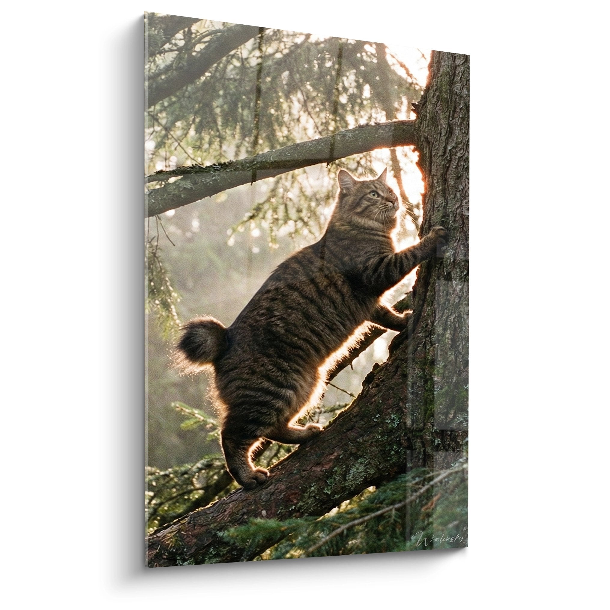 Kurilian Bobtail tabby cat climbing in a tree with golden light filtering through foliage