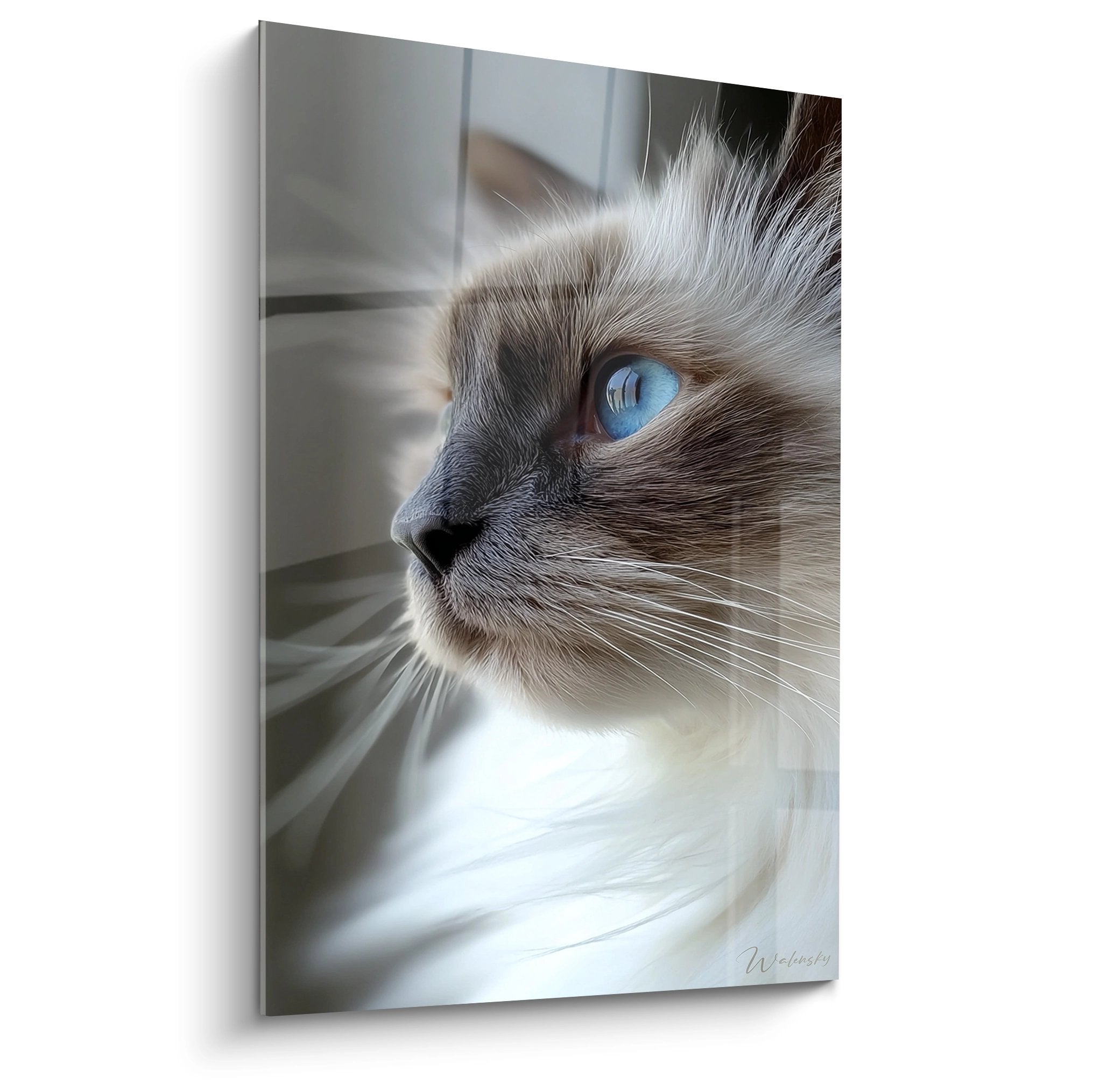 Birman cat portrait wall art with blue eyes, seal point coat, contemplative gaze, realistic animal art