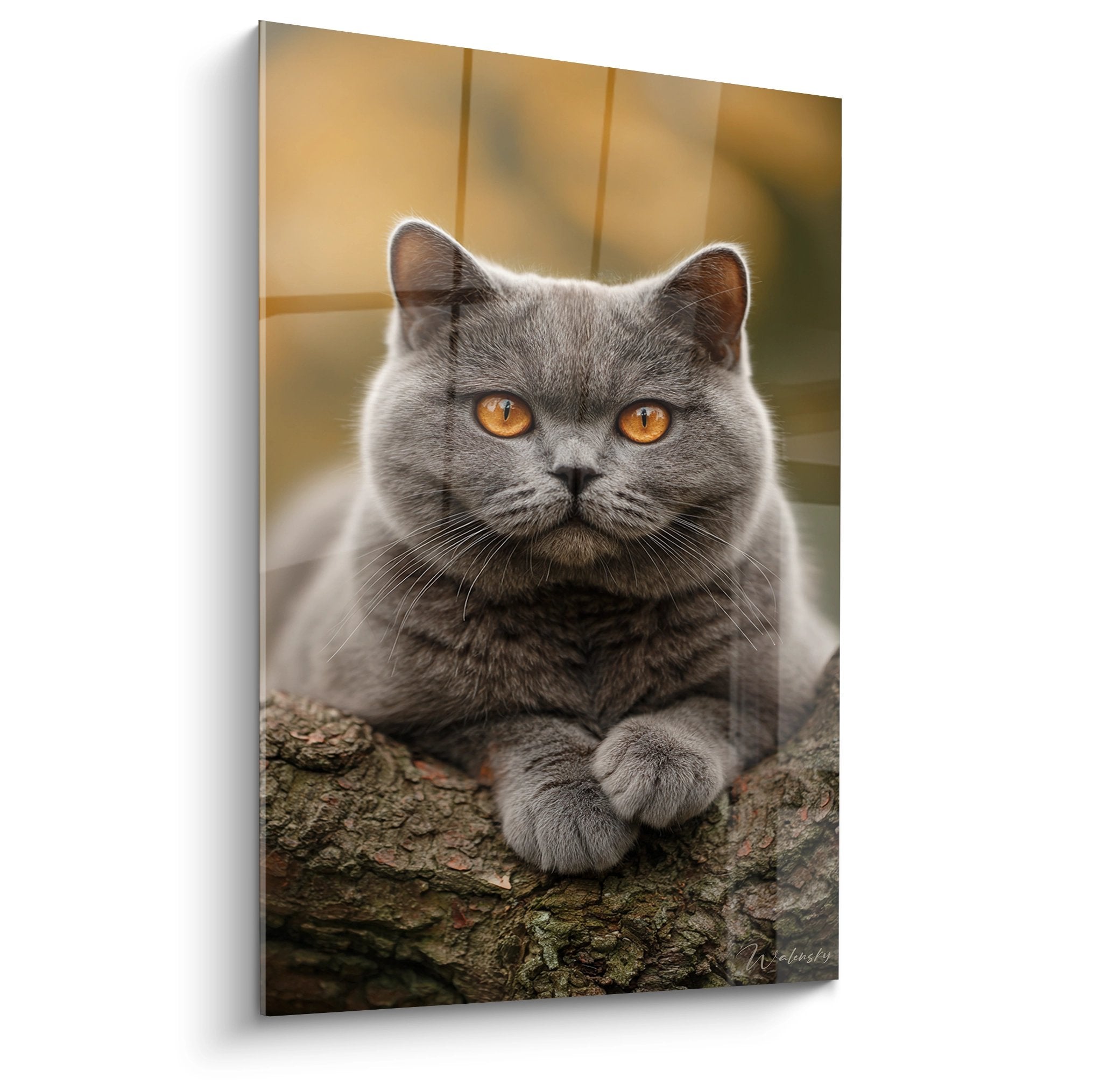 Quadro ritratto British Shorthair grigio con occhi ambra su legno decorazione murale gatto